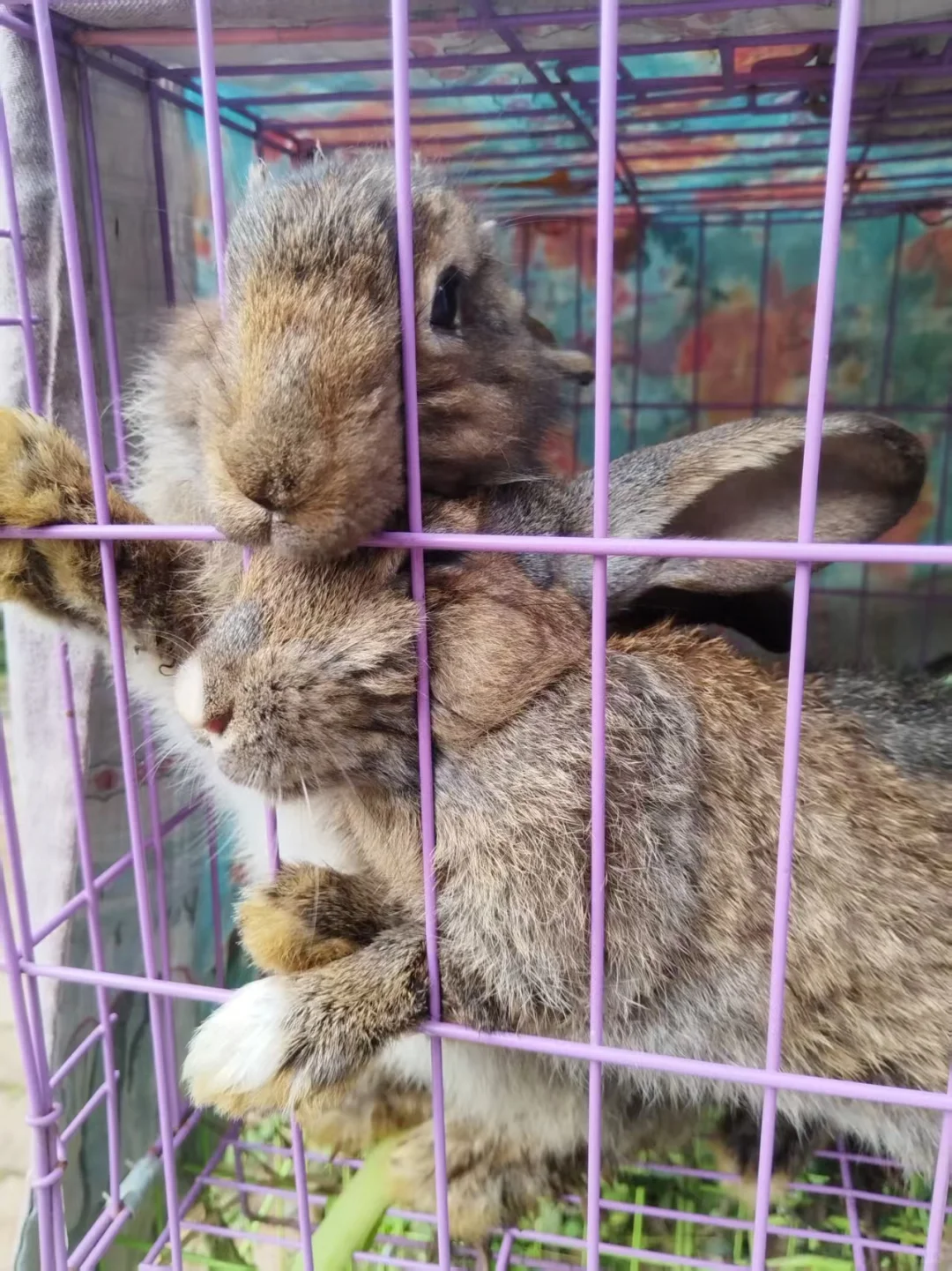 谁说北京秋冬只能逛公园？来昌平苹果小镇！