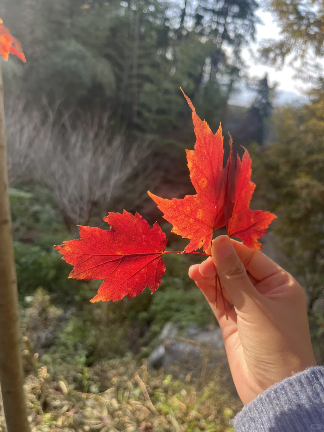 深秋也不过一棵树