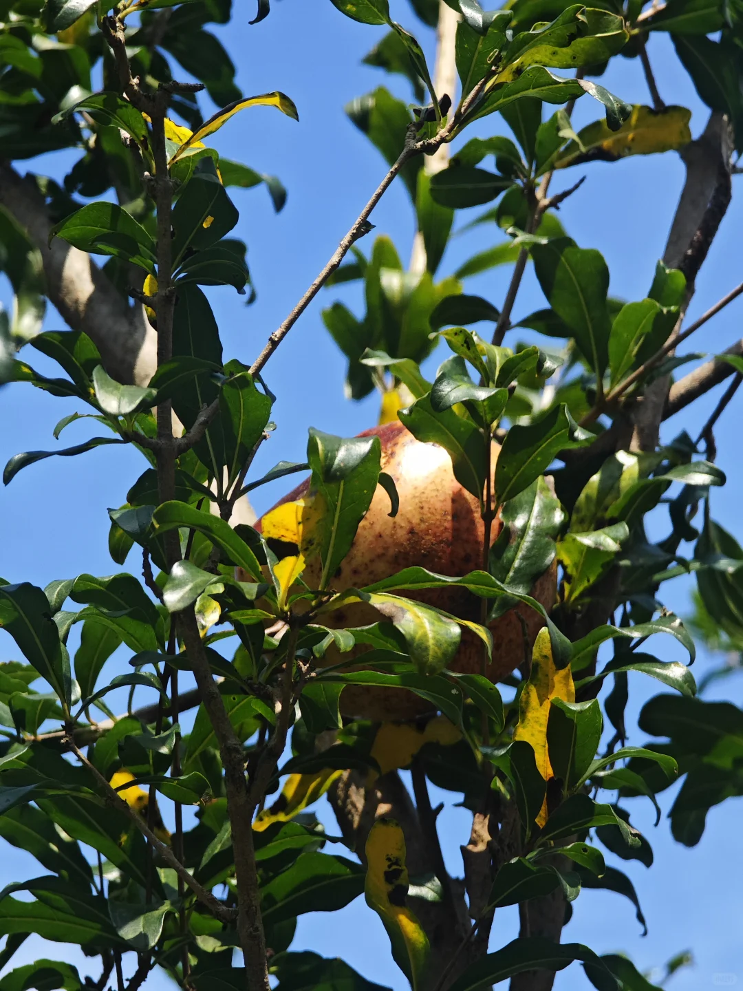 各色水果成熟啦