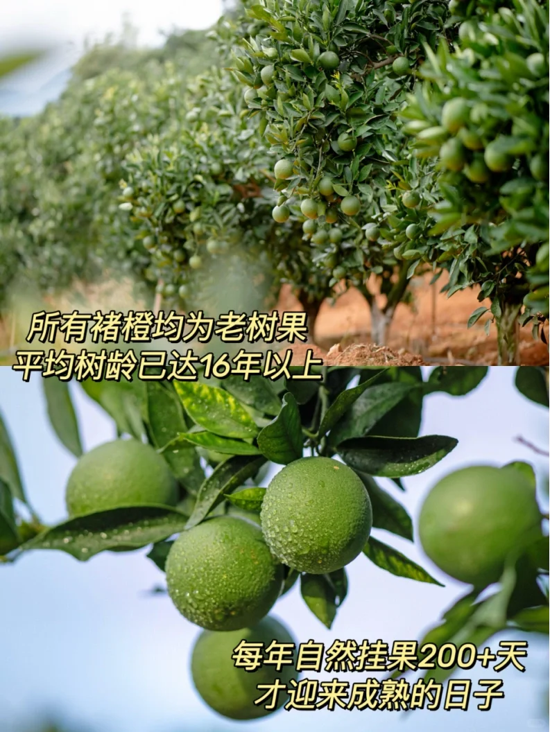 【减脂期水果清单】放心吃不长胖❗