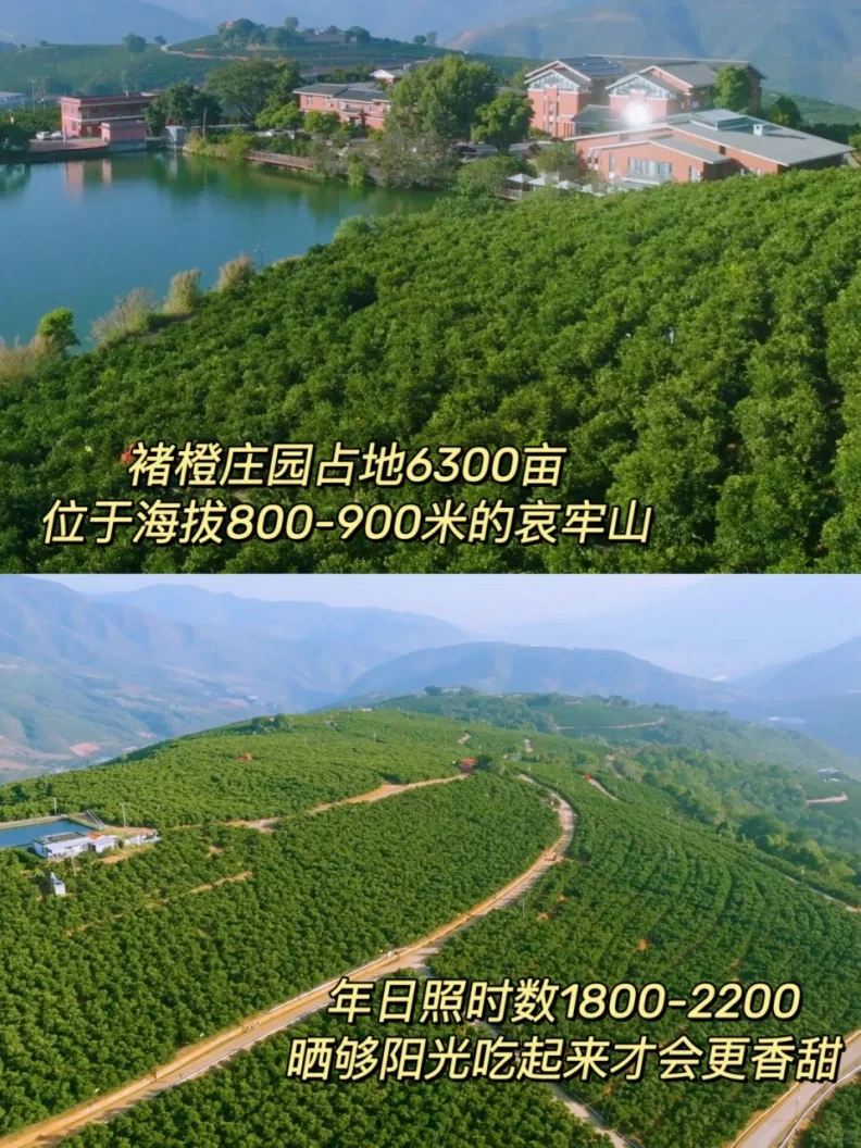 【减脂期水果清单】放心吃不长胖❗