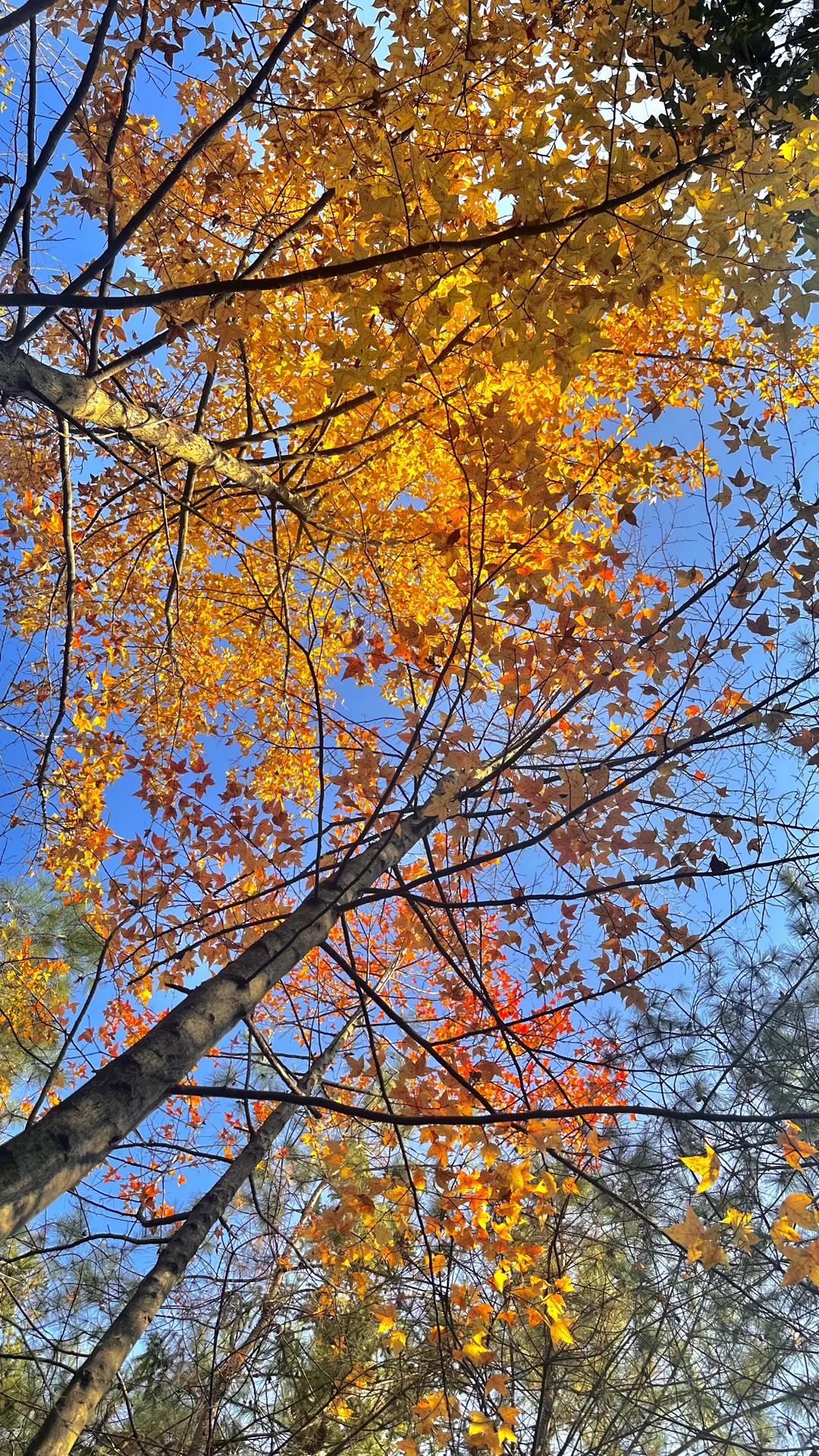 没有捡到菌子忙着看树叶去了?