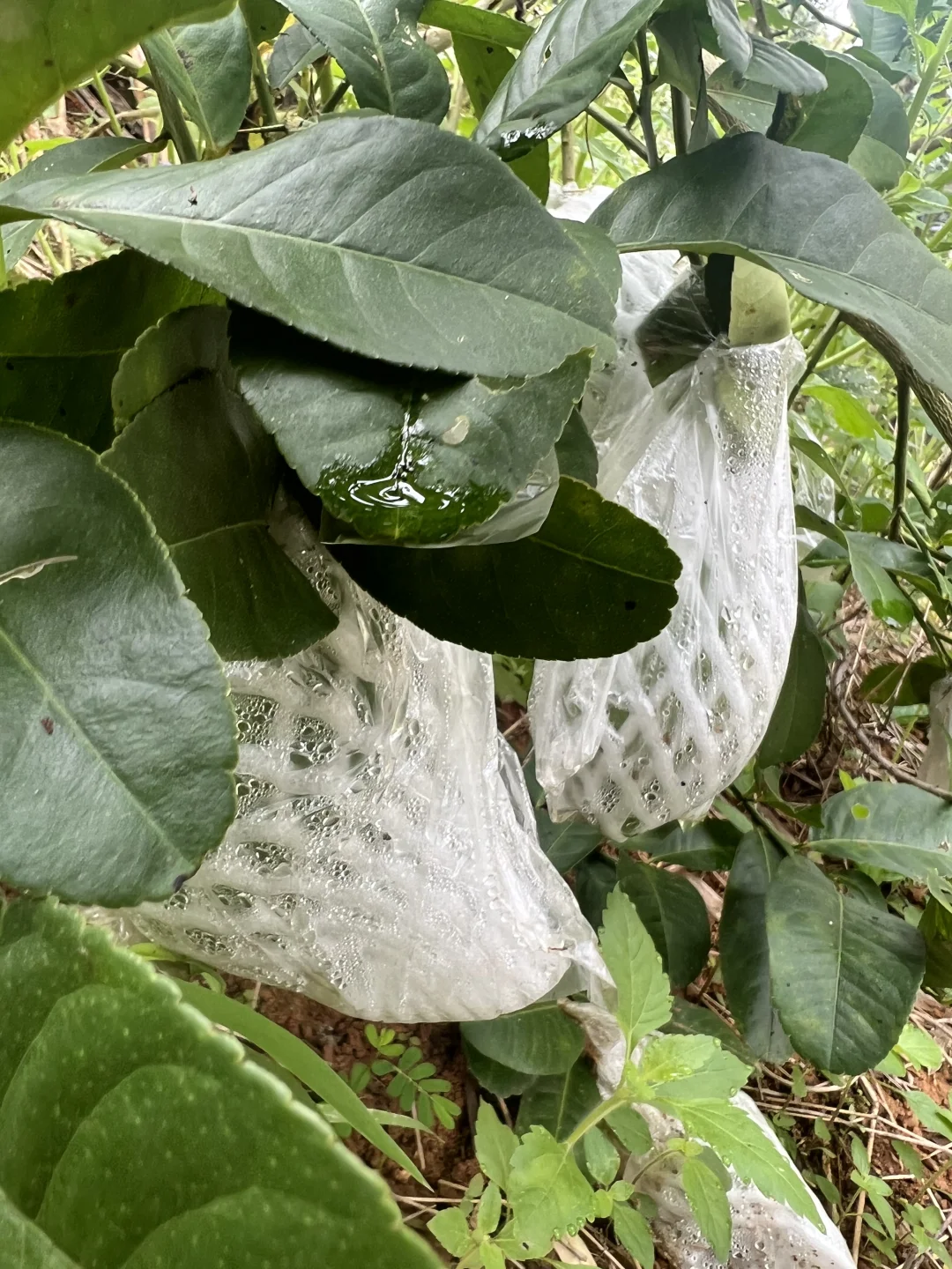 丰收的季节～各种水果