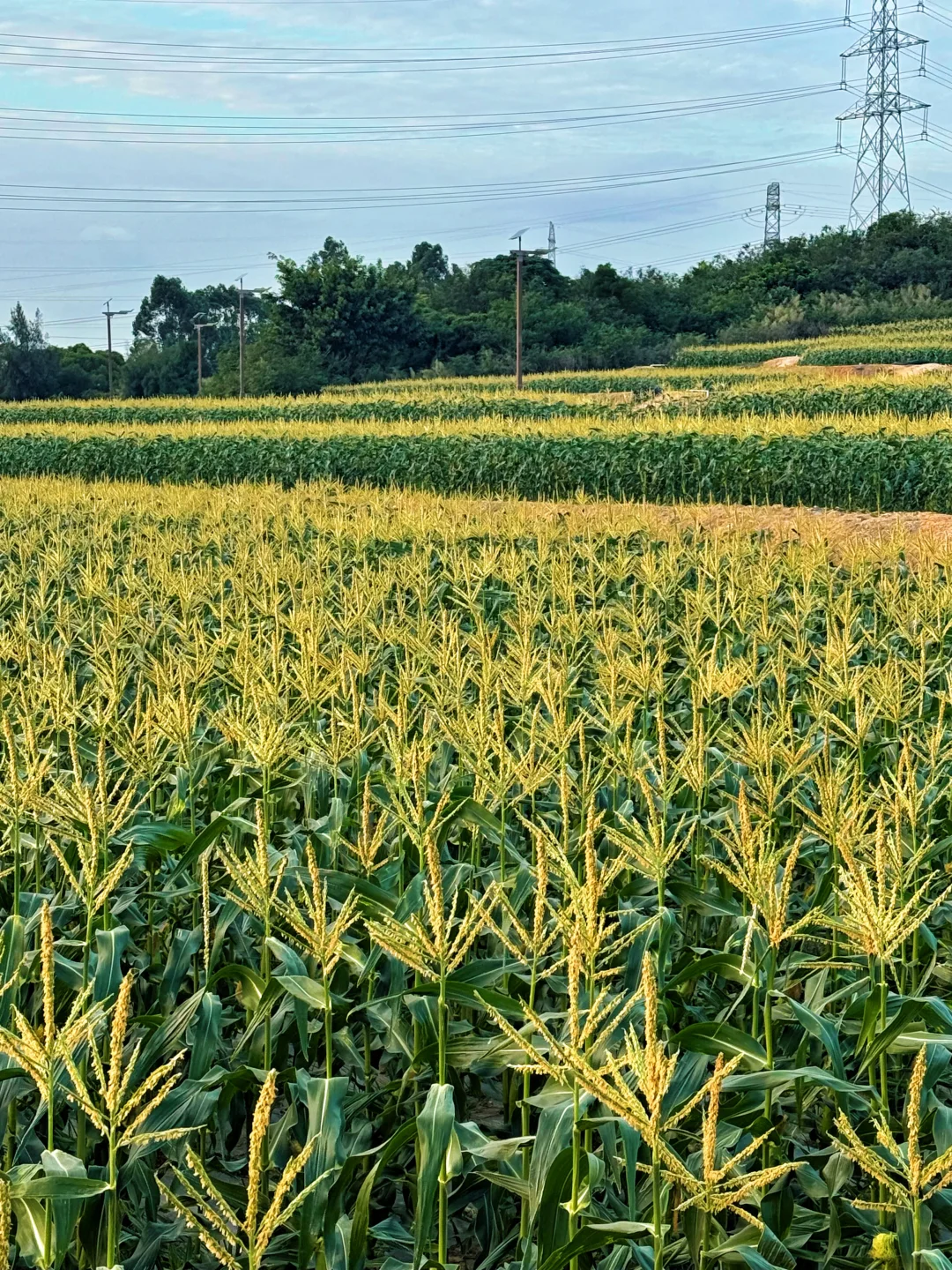 厦门周边游｜翔安这片宝藏玉米地好玩又出片～