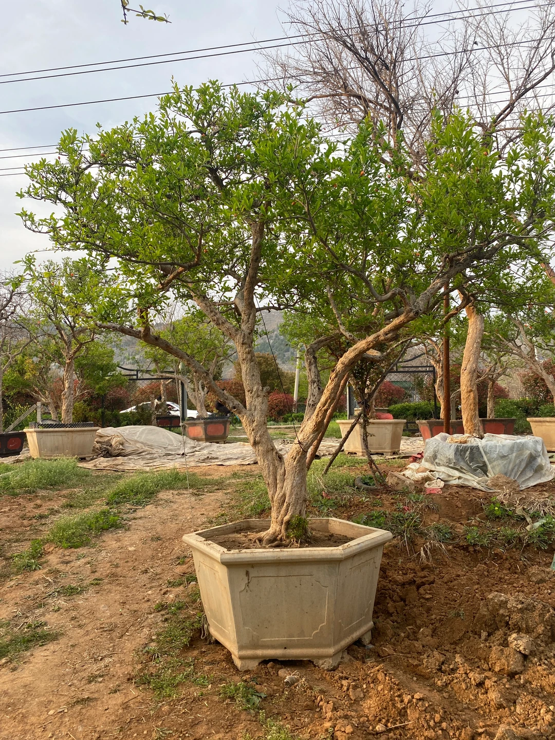 精品大红袍石榴树