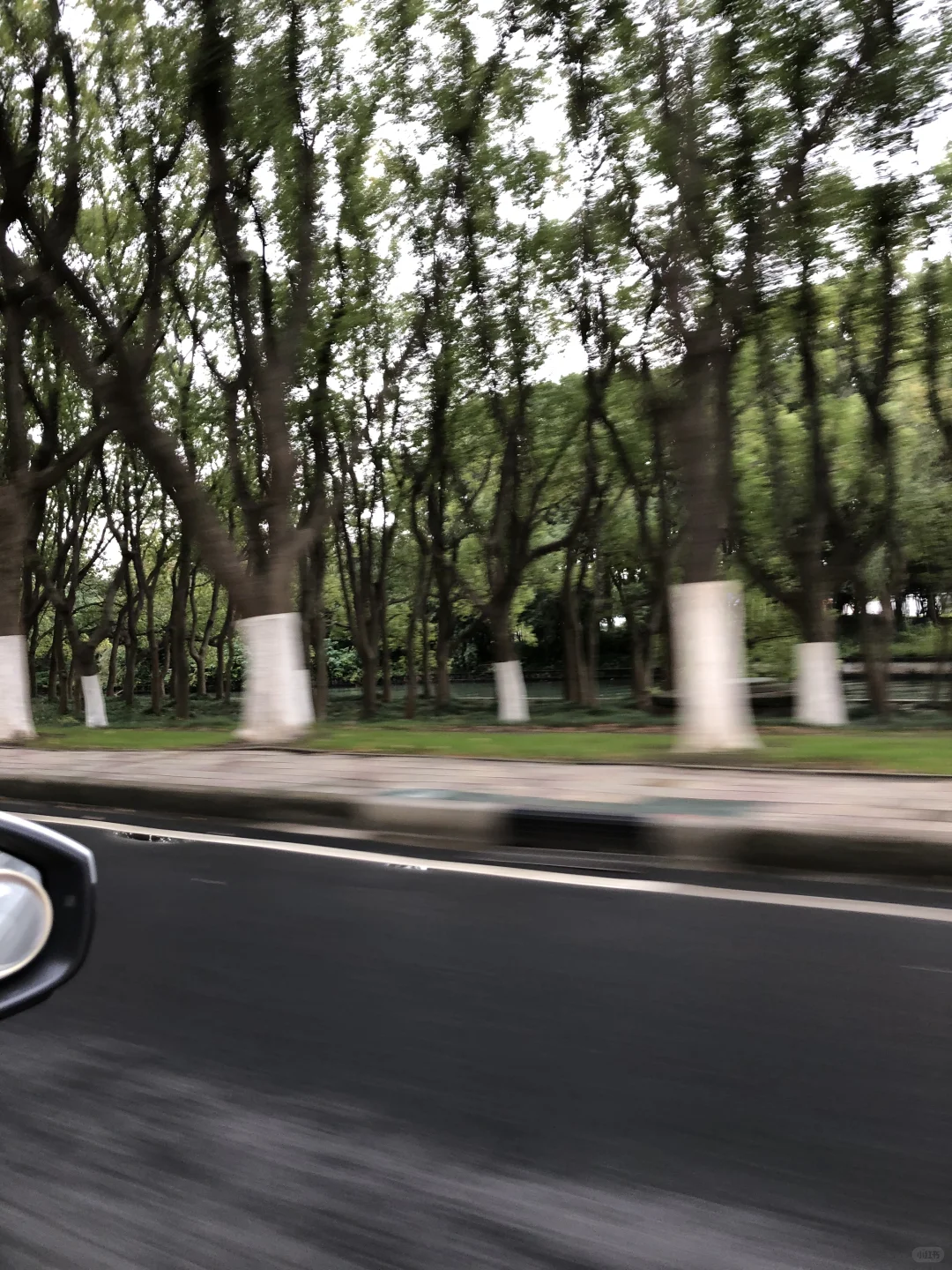 这树怎么这么好拍啊！?