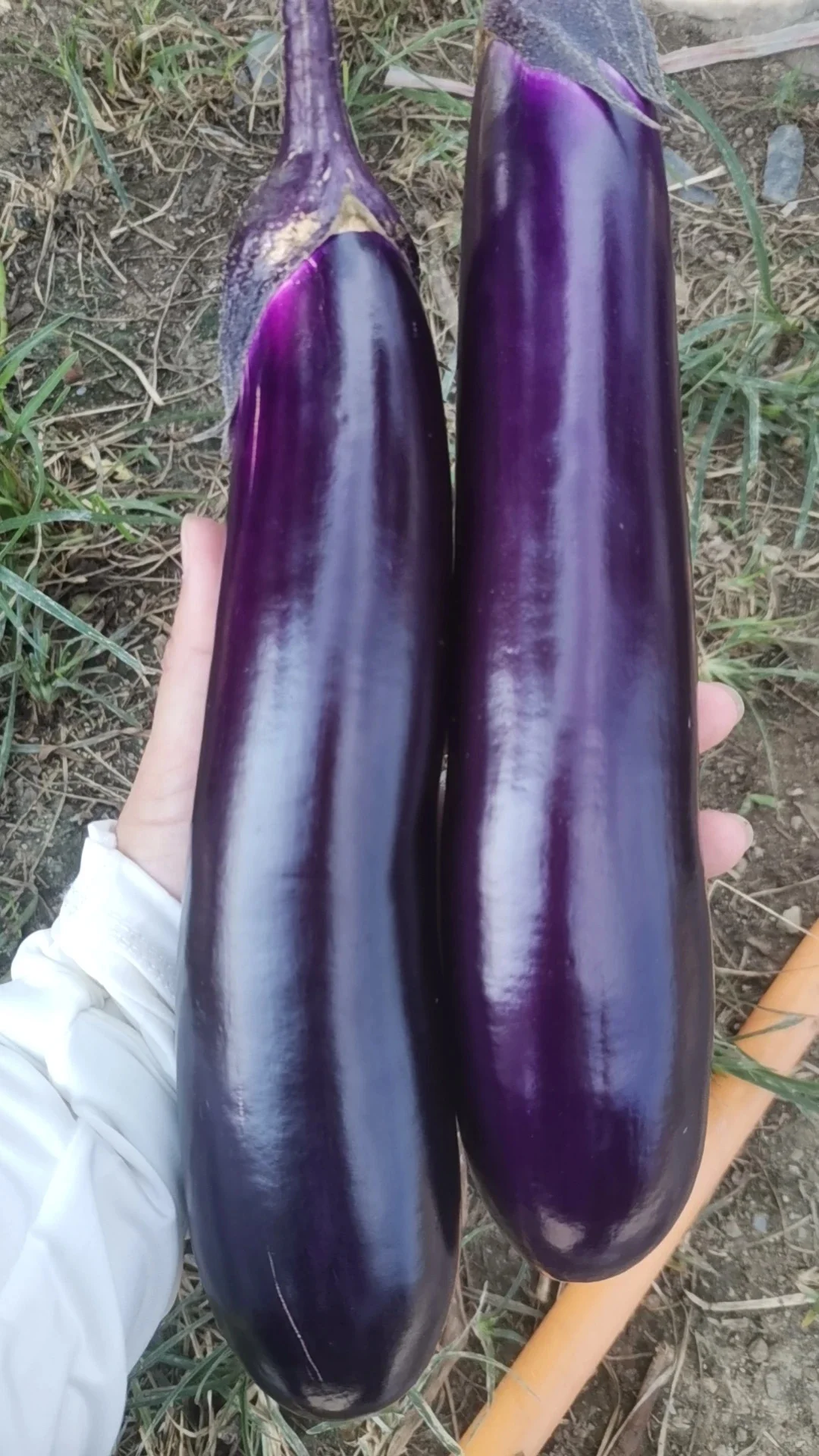 玉林五彩田园果蔬,摘不完,根本摘不完。