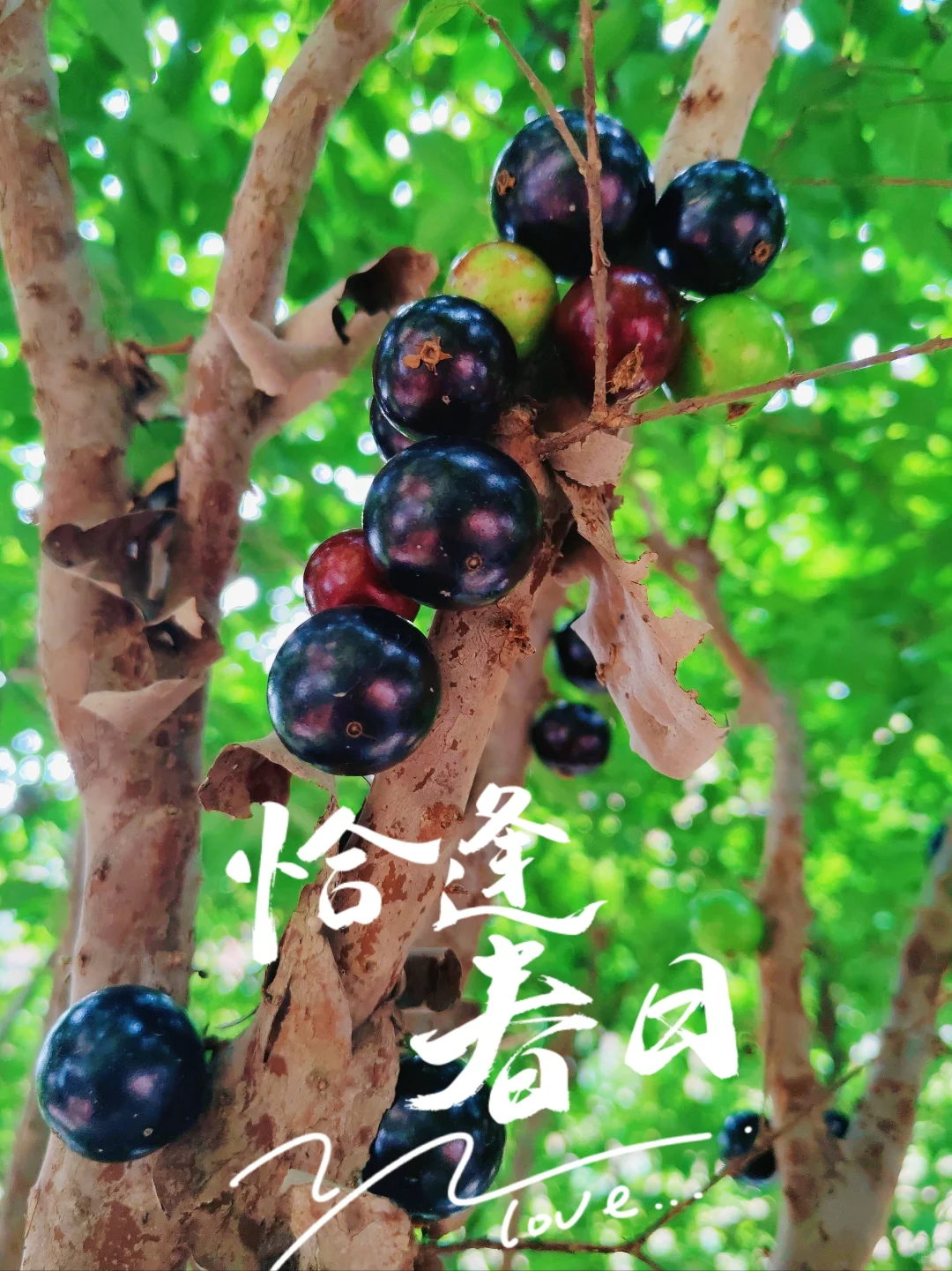 ?花园里的嘉宝果熟了