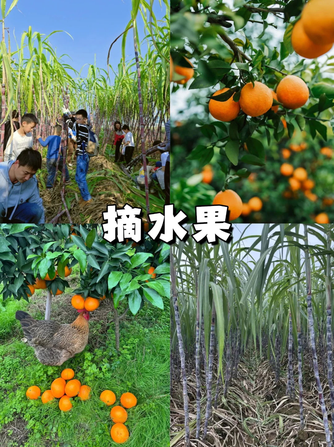 武汉团建｜农庄一日躺平，烟火?气团建