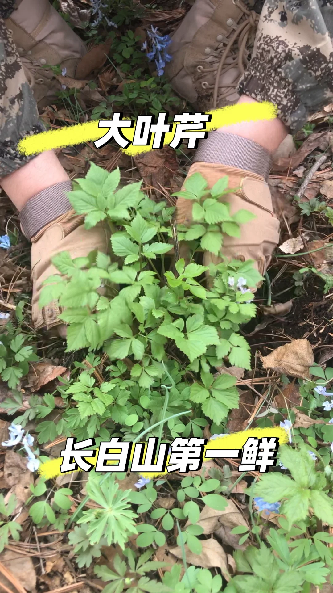 你不知道的长白山林业人