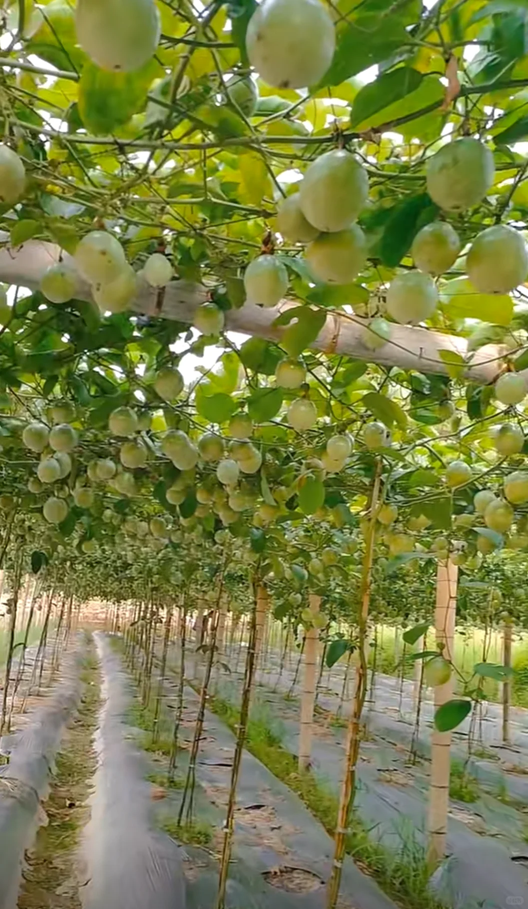 发现老爸的百香果种植园超好看的！