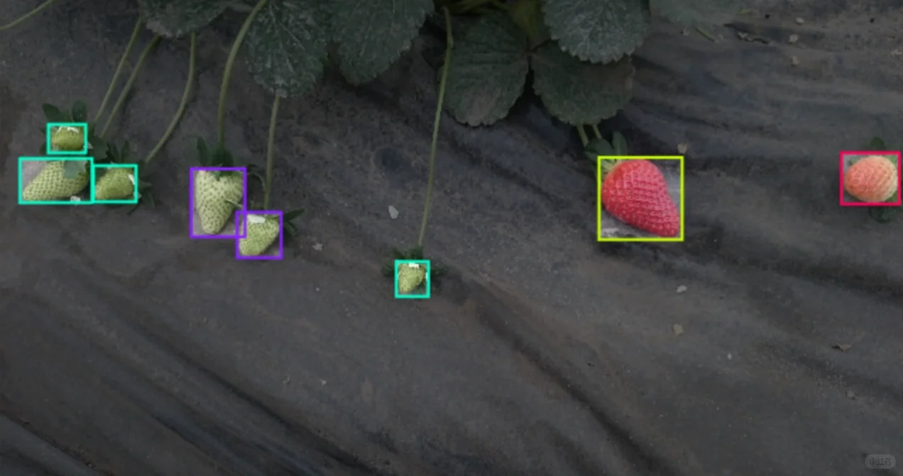 草莓成熟度识别图像数据集 草莓生长阶段识