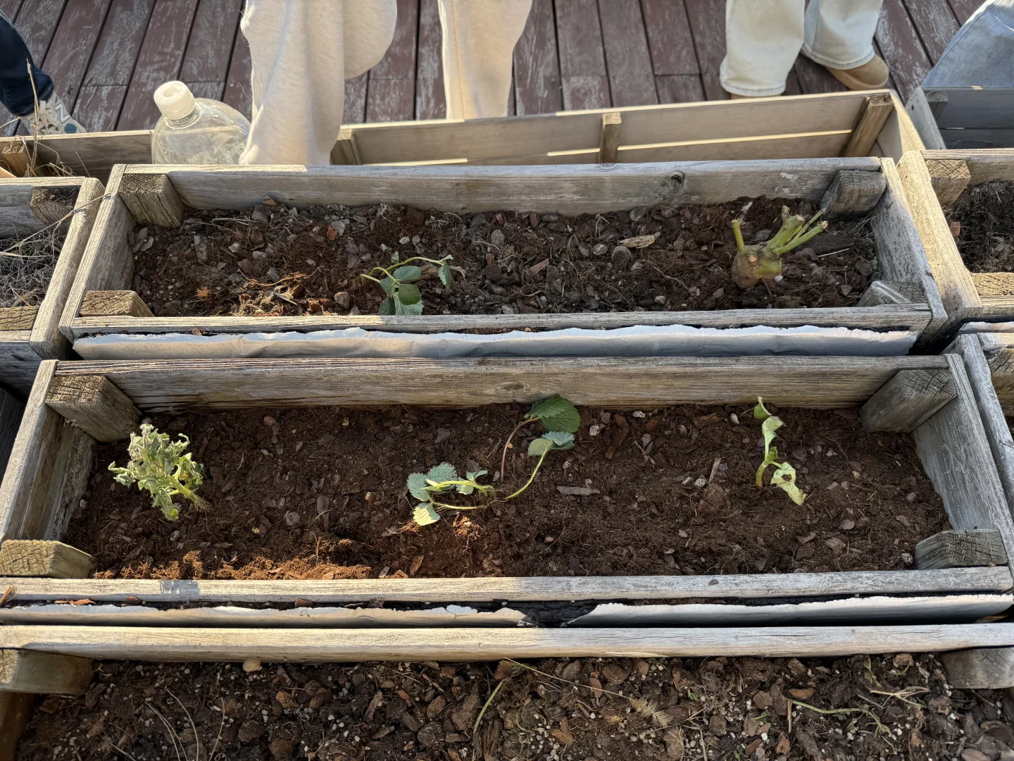 《种一棵树最好的时间是十年前,其次是现在》