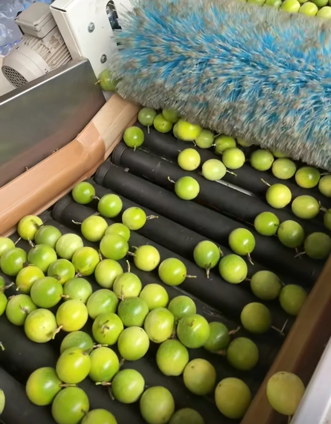 发现老爸的百香果种植园超好看的！