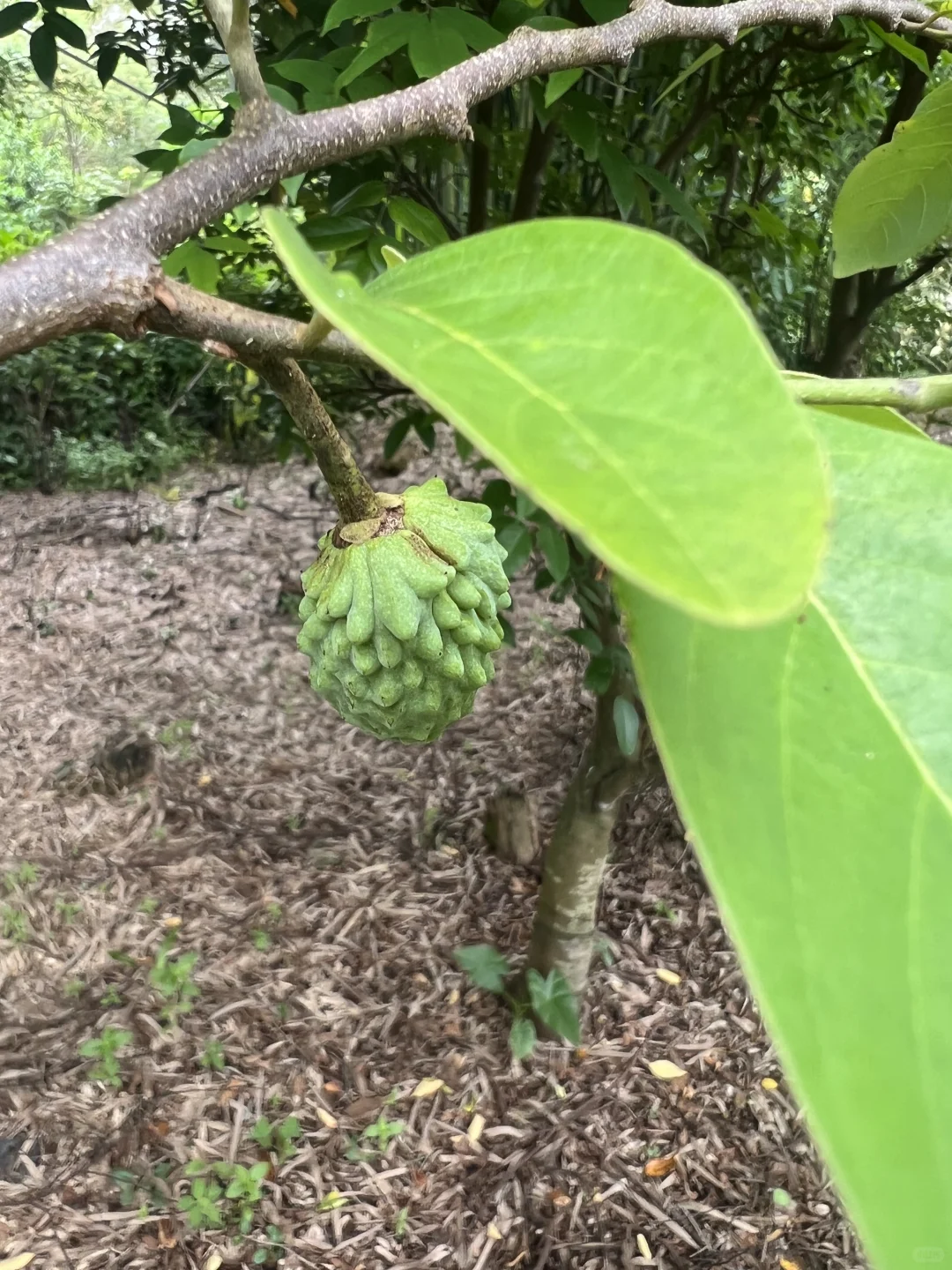 丰收的季节～各种水果