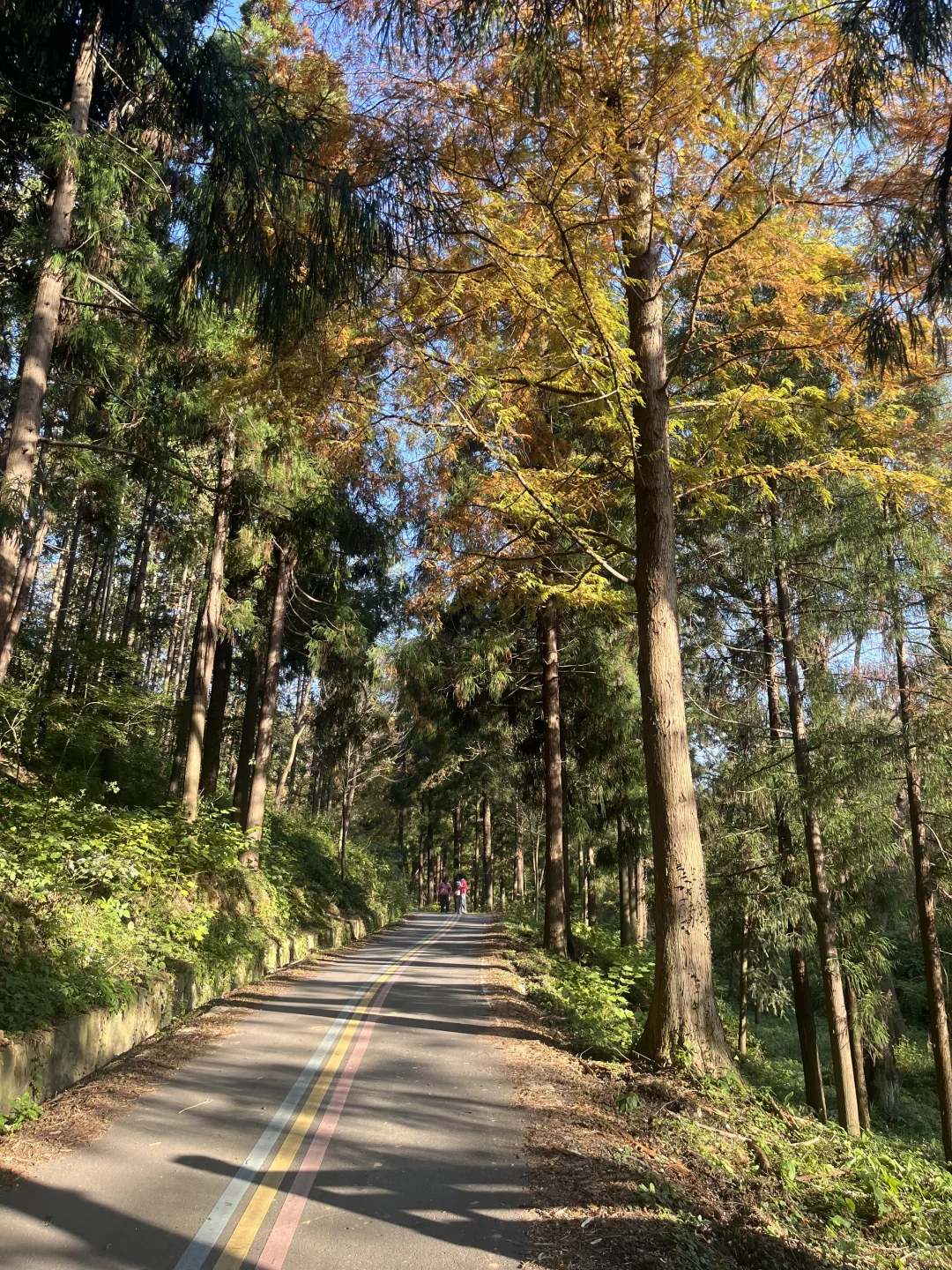 深秋也不过一棵树