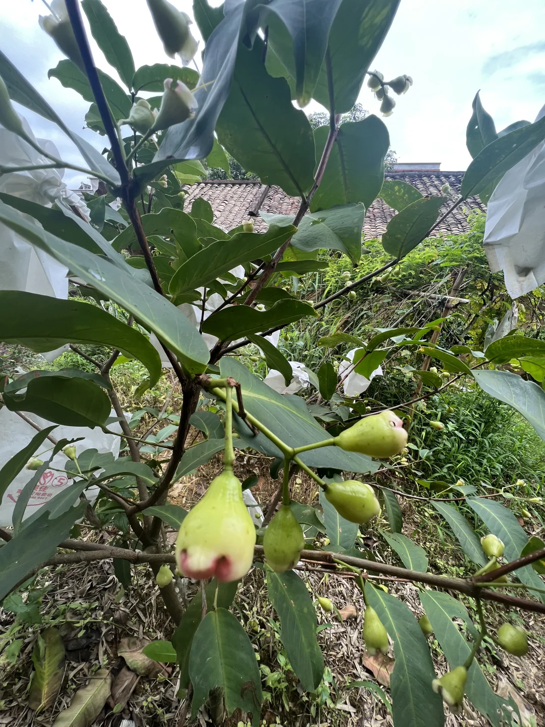 丰收的季节～各种水果