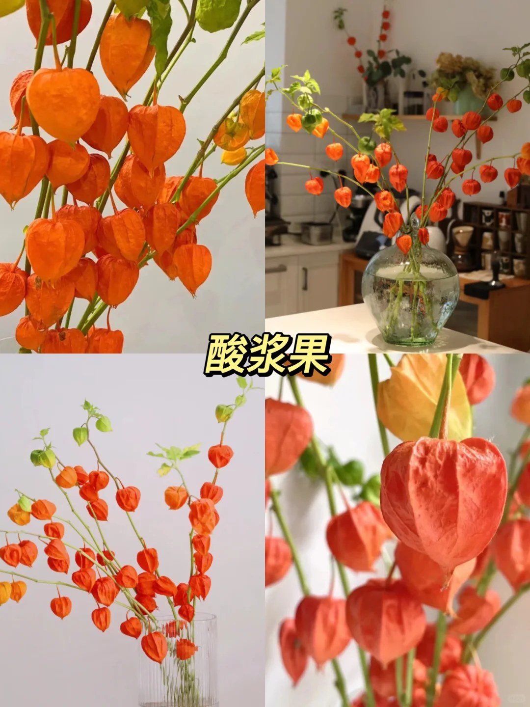 原来还有果实鲜切枝这种东西！！