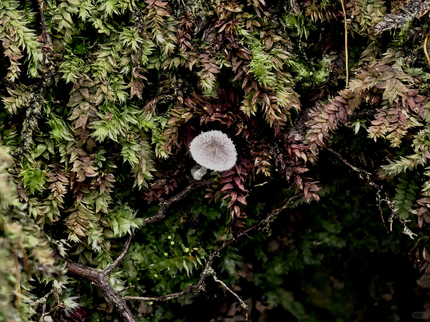 林业调查除了累，其他都挺好