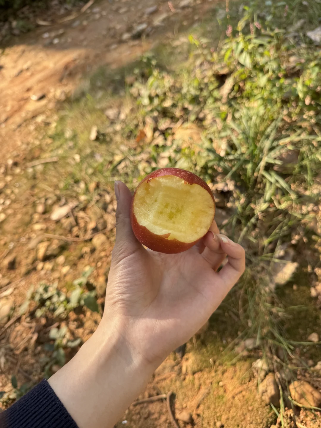 脆甜可口的樱桃?小苹果上市啦～十几带走！