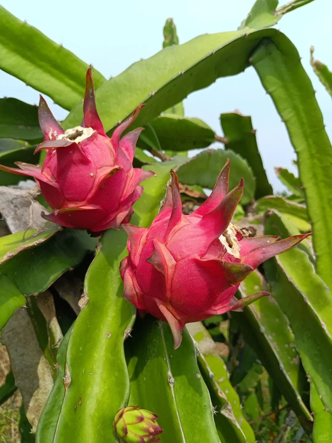 玉林五彩田园果蔬,摘不完,根本摘不完。