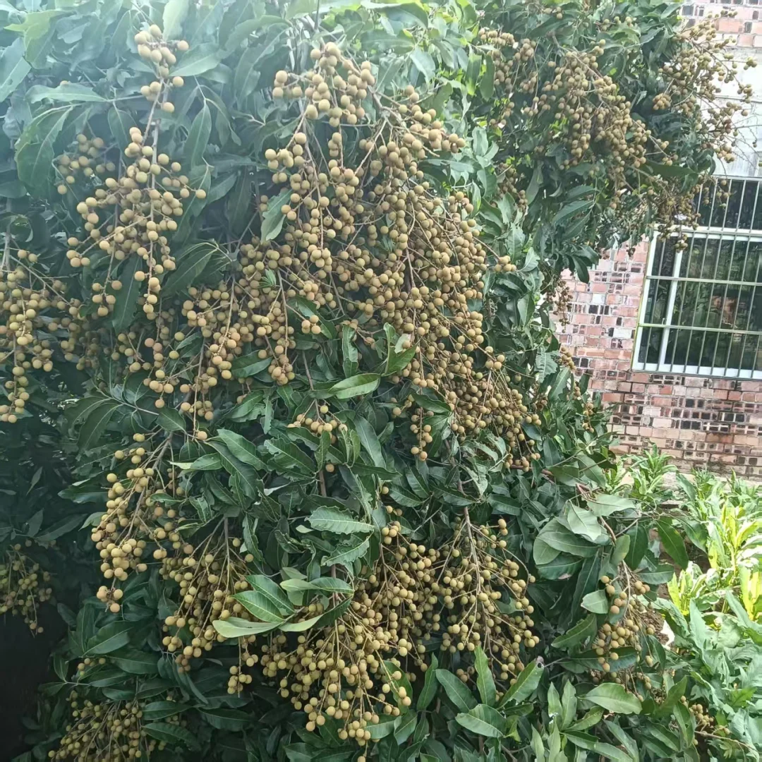 广西真的能种好多水果！！