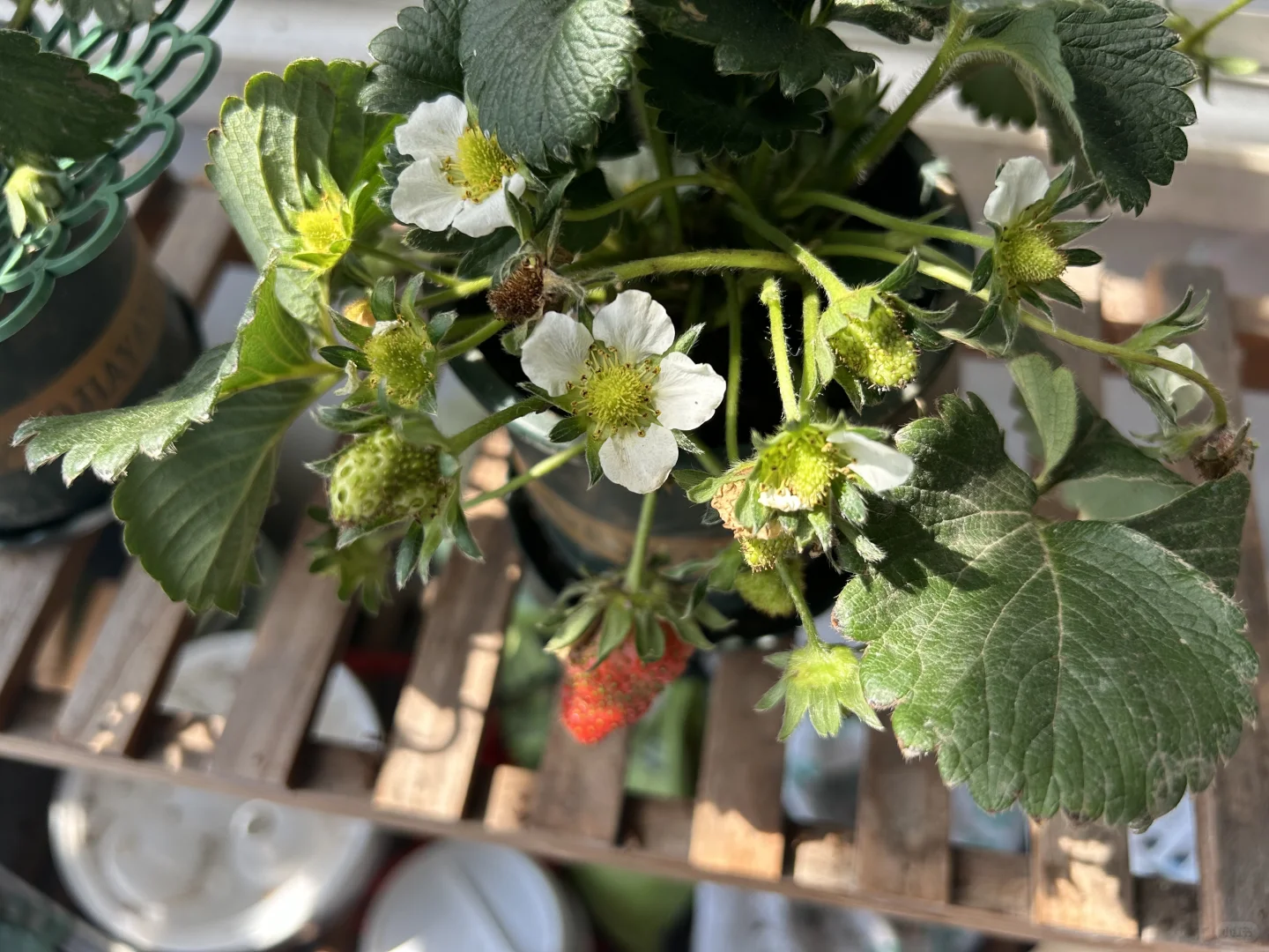 阳台真热闹，在家做果农！