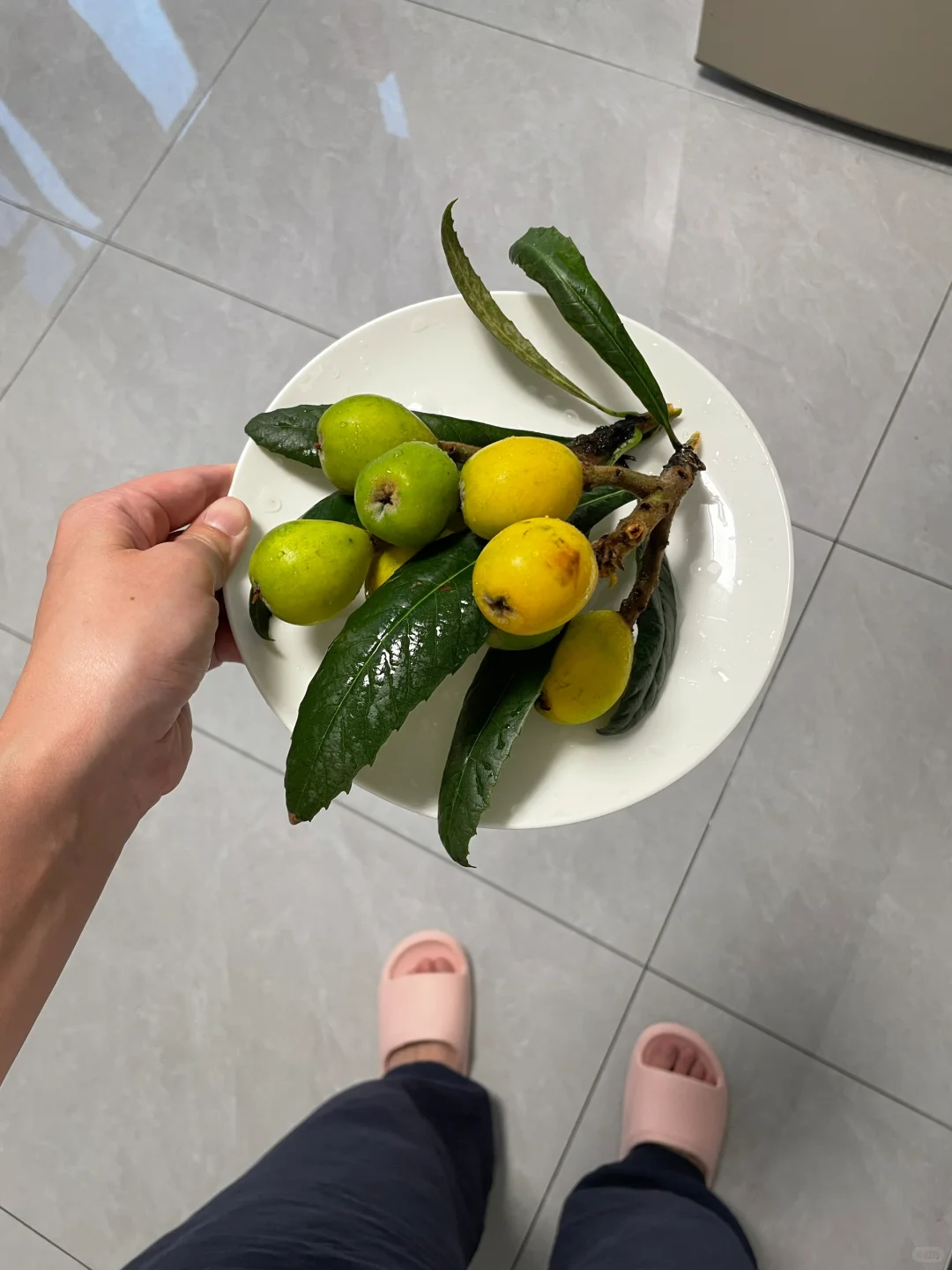 我的水果小花园，枇杷树！