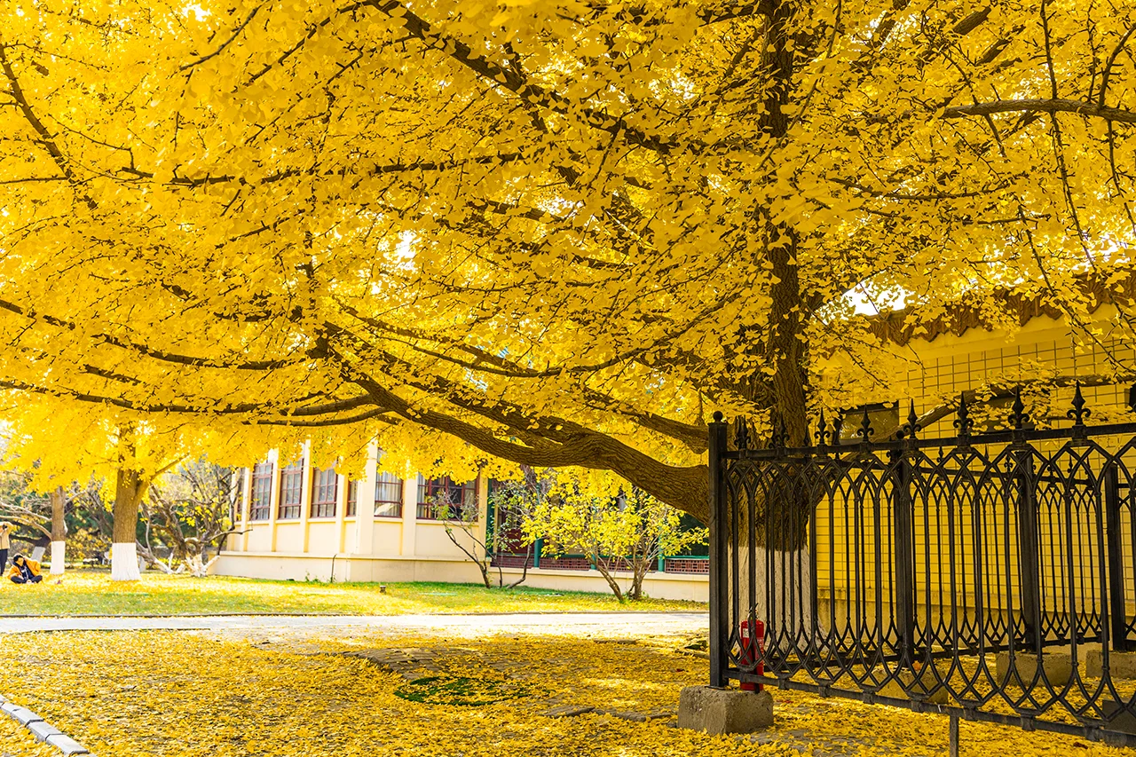 11.19全国农业展览馆｜打卡北京最后的秋天