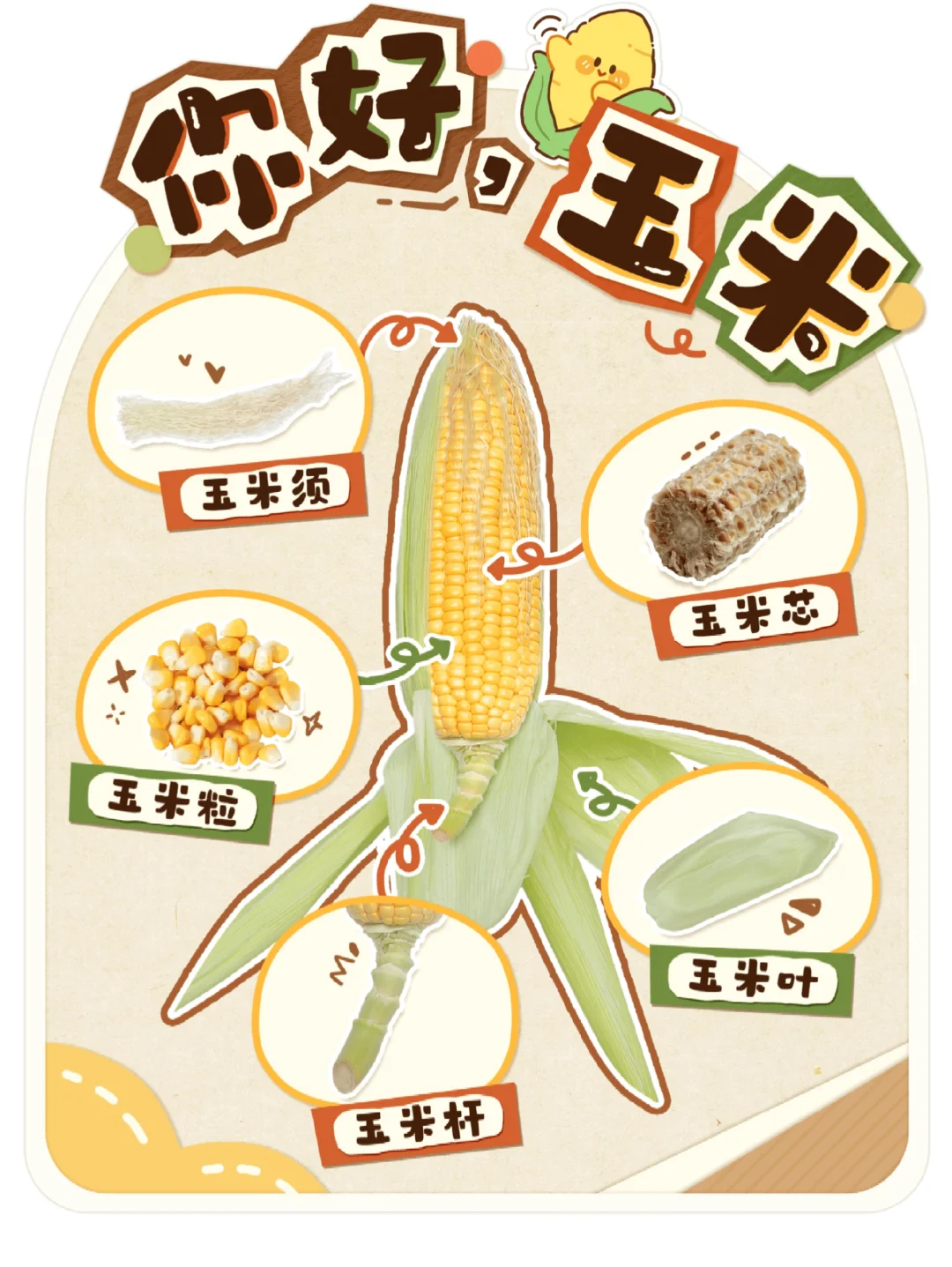 秋天的农作物、水果