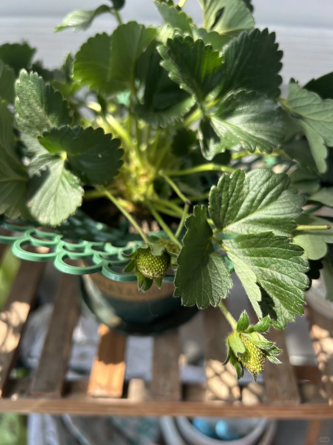 阳台真热闹，在家做果农！