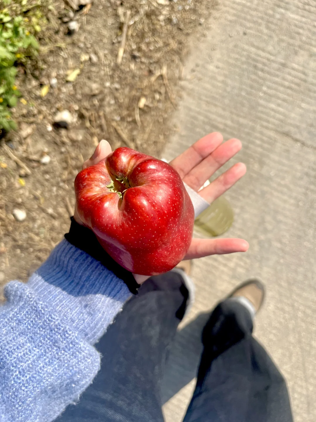 深秋也不过一棵树