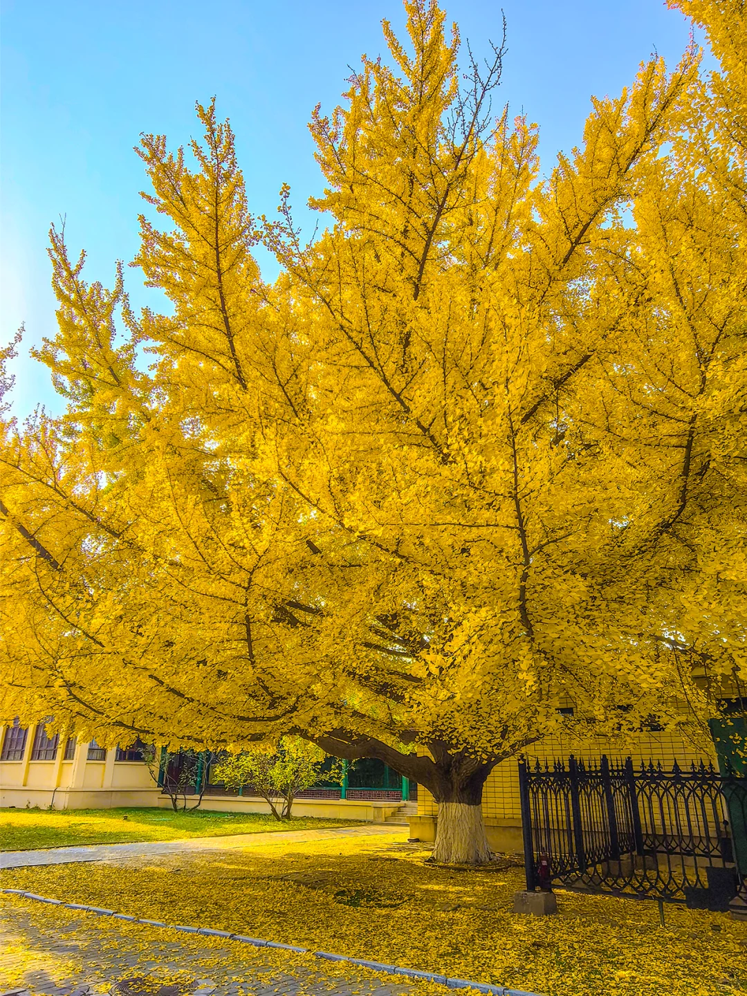 11.19全国农业展览馆｜打卡北京最后的秋天