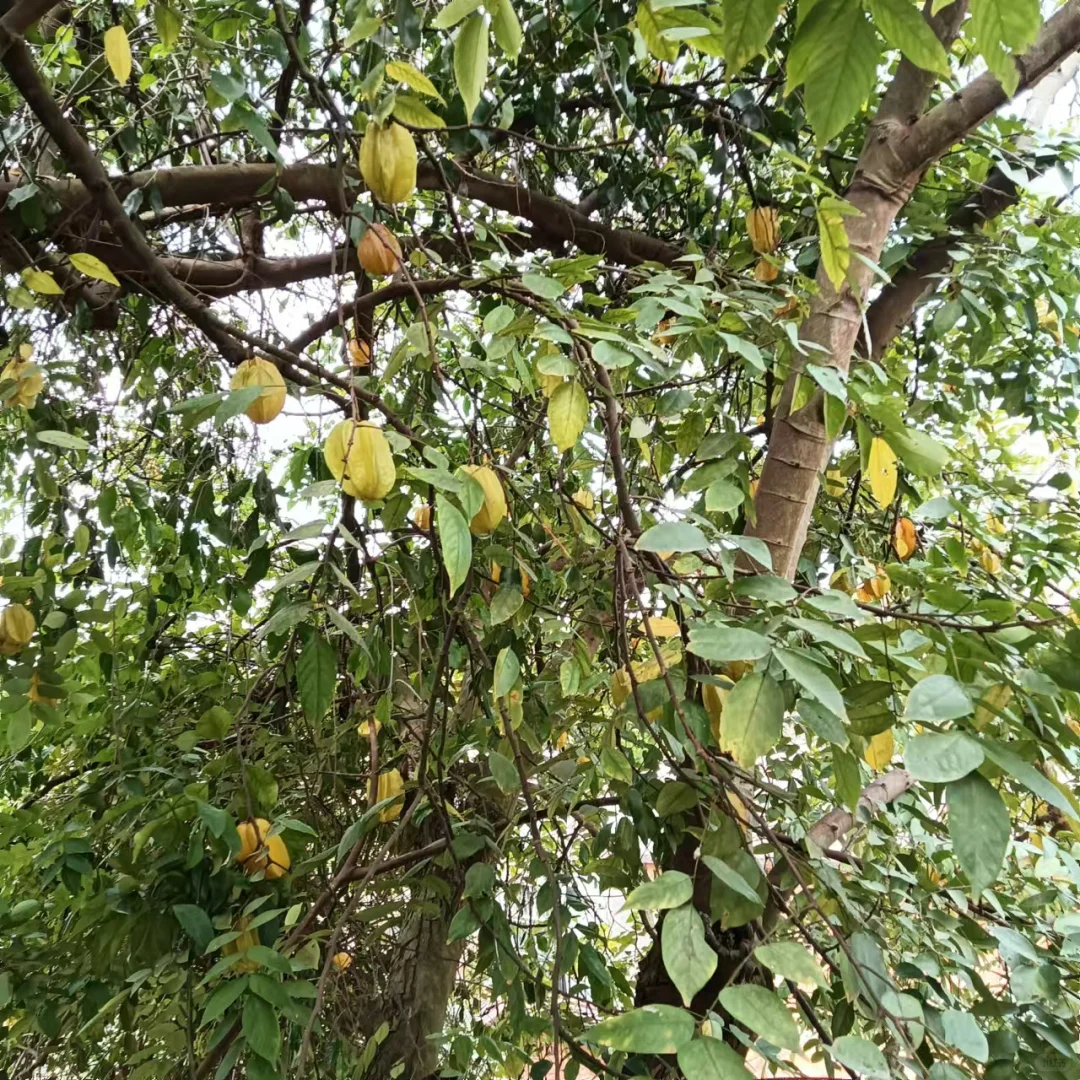 广西真的能种好多水果！！