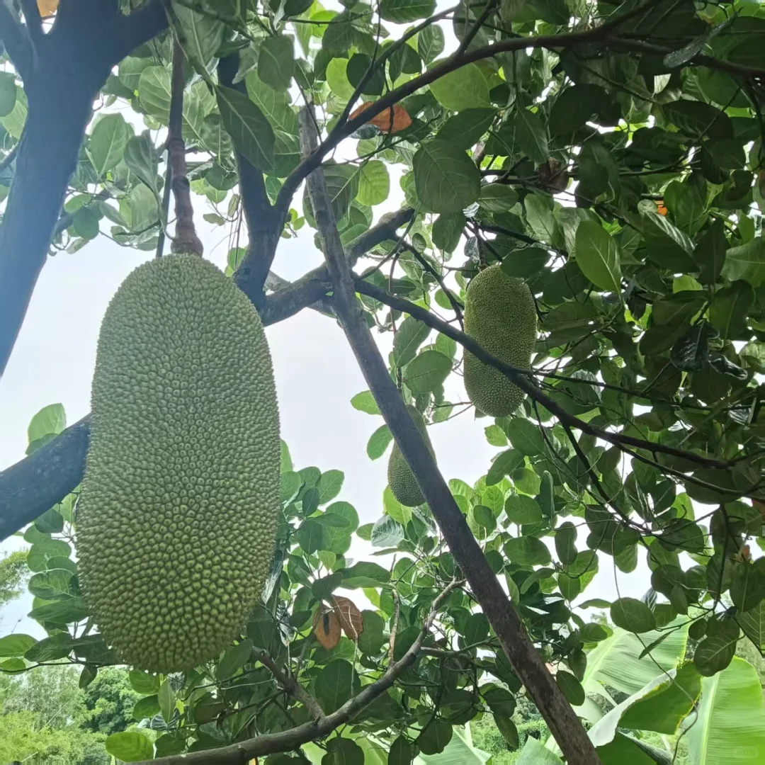 广西真的能种好多水果！！