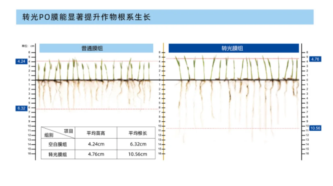 这款精品转光PO膜能让果子早两周上市