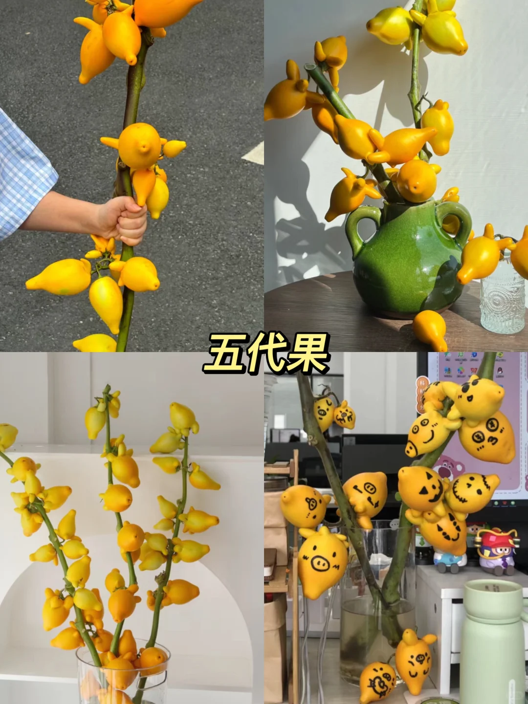 原来还有果实鲜切枝这种东西！！