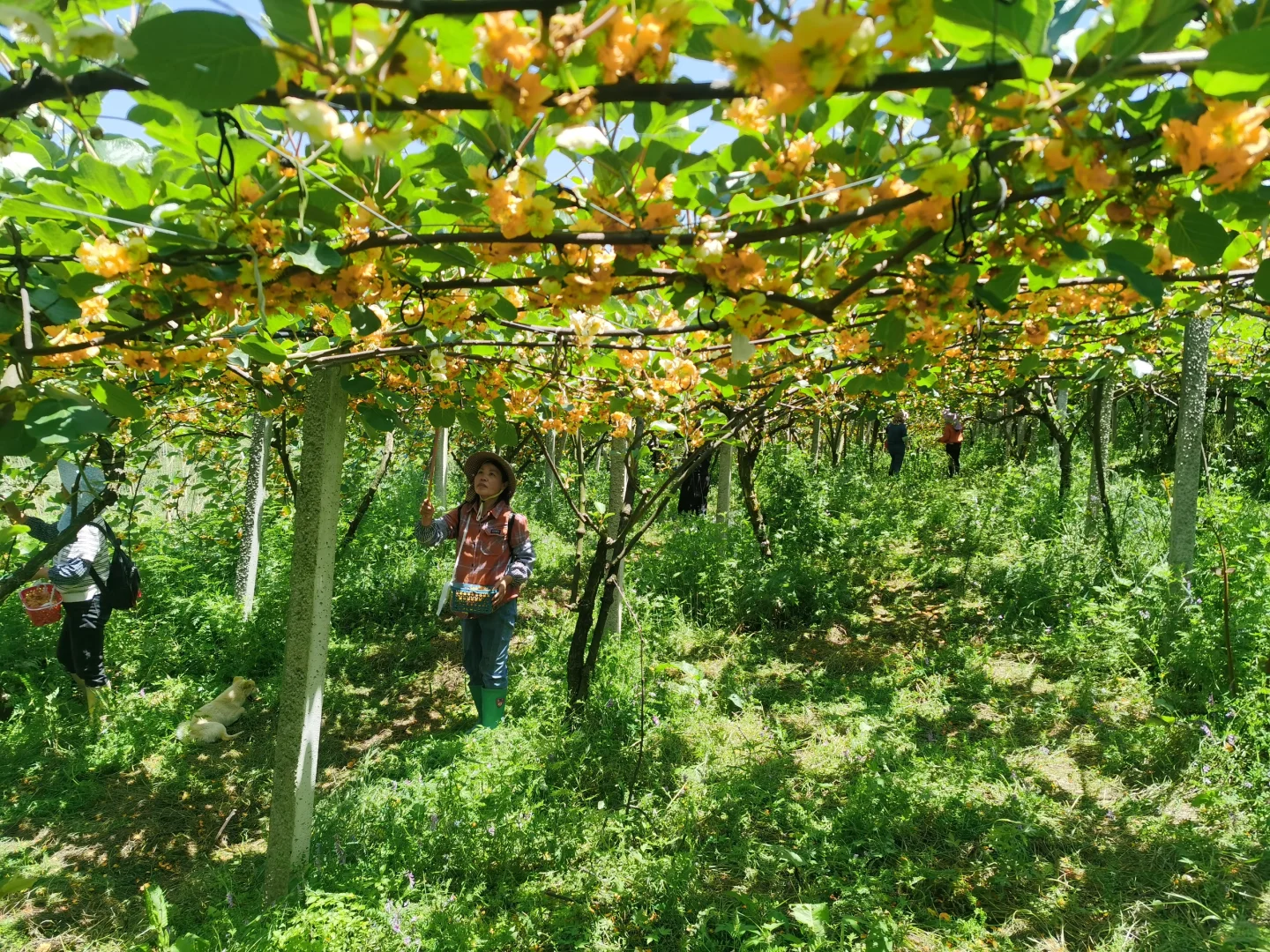 种植猕猴桃也算解决了一点点的人就业