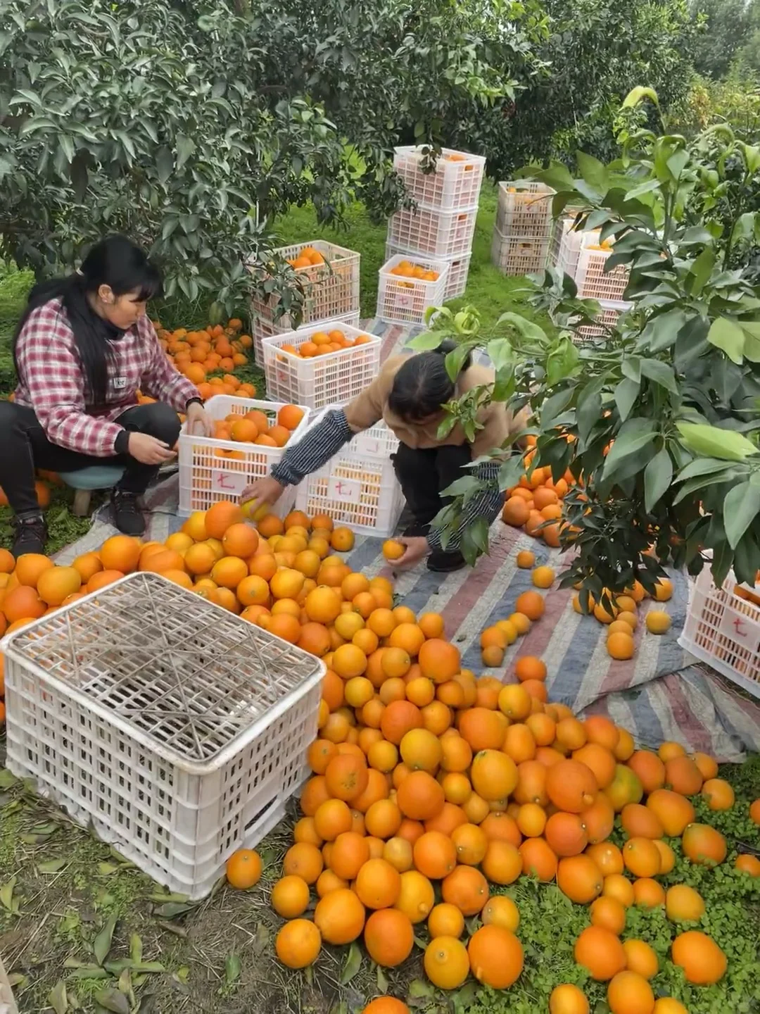 有没有姐妹可以救救这个快被淘汰的水果?