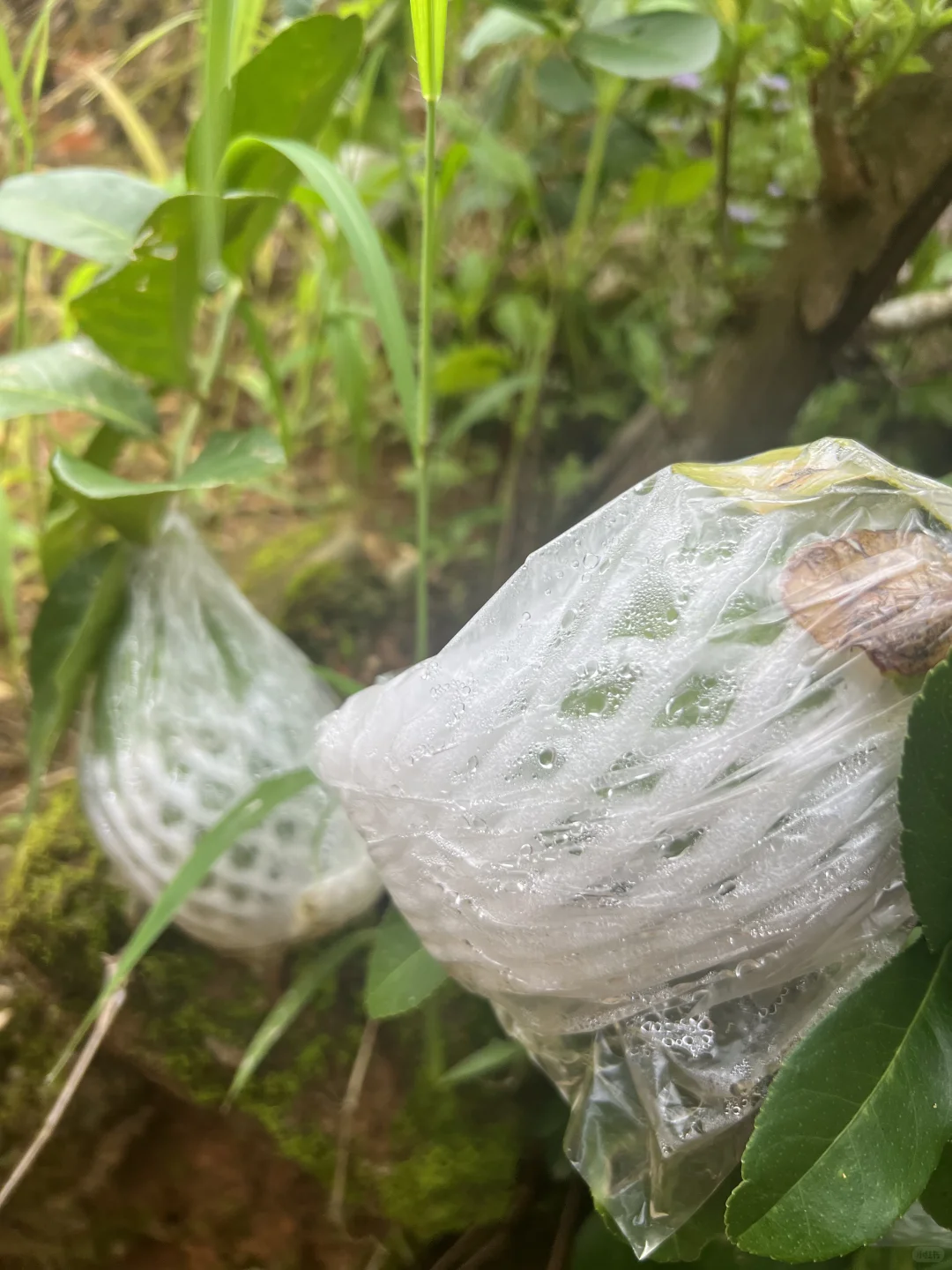 丰收的季节～各种水果