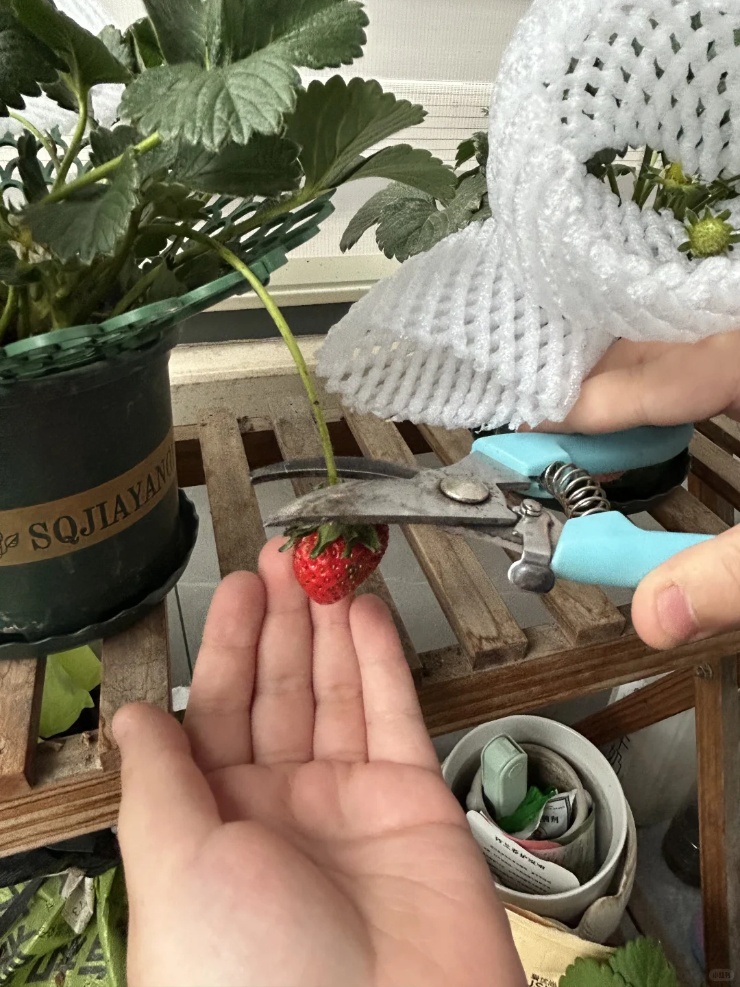 阳台真热闹，在家做果农！