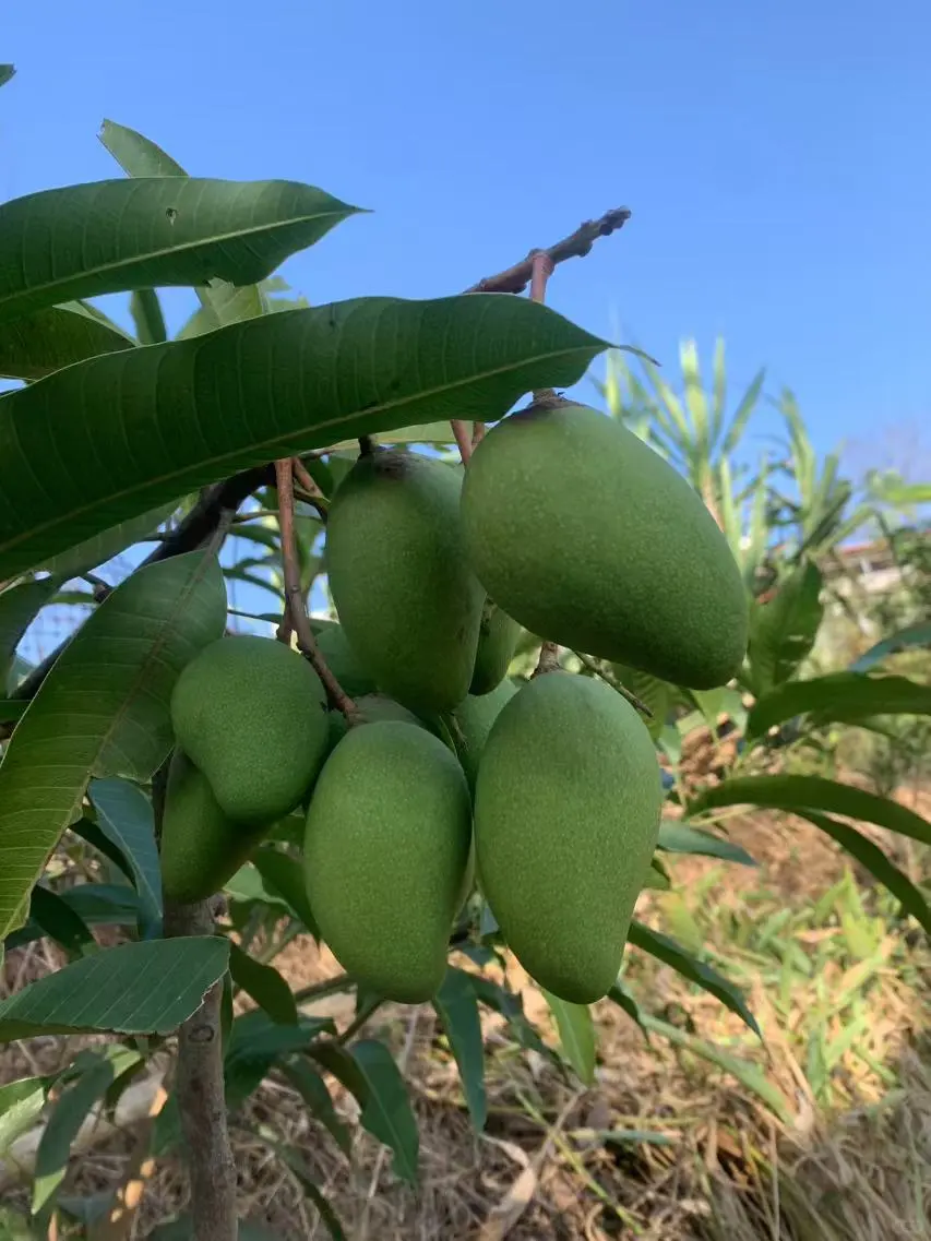 广西真的能种好多水果！！