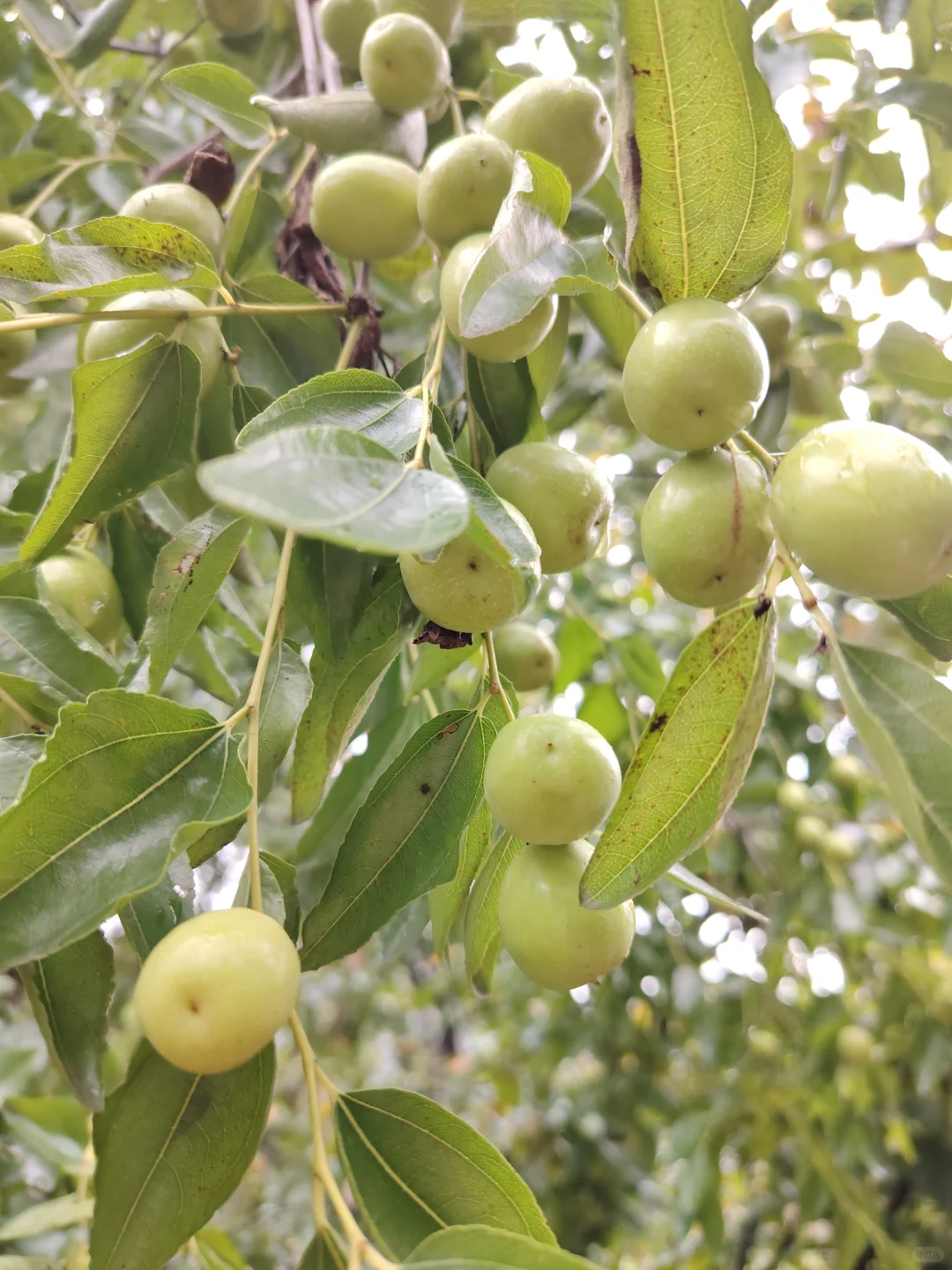 硕果累累的季节