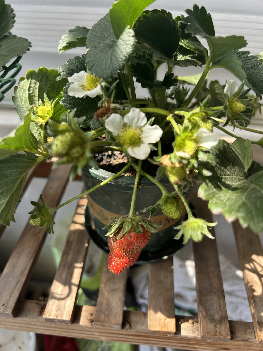 阳台真热闹，在家做果农！