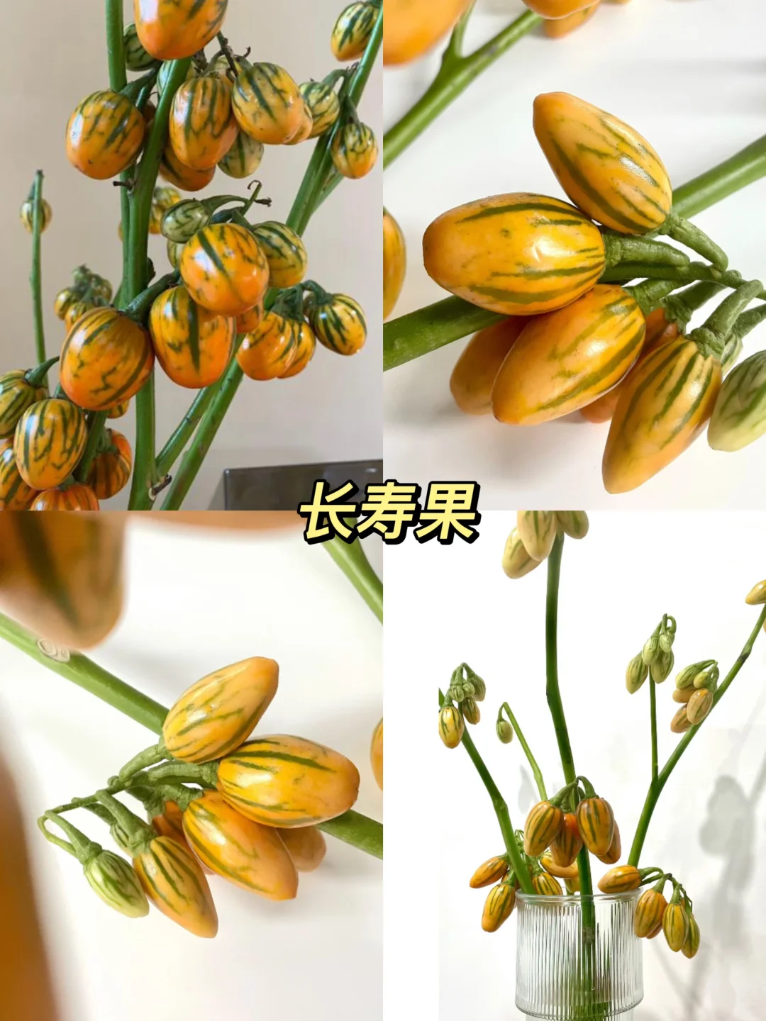 原来还有果实鲜切枝这种东西！！