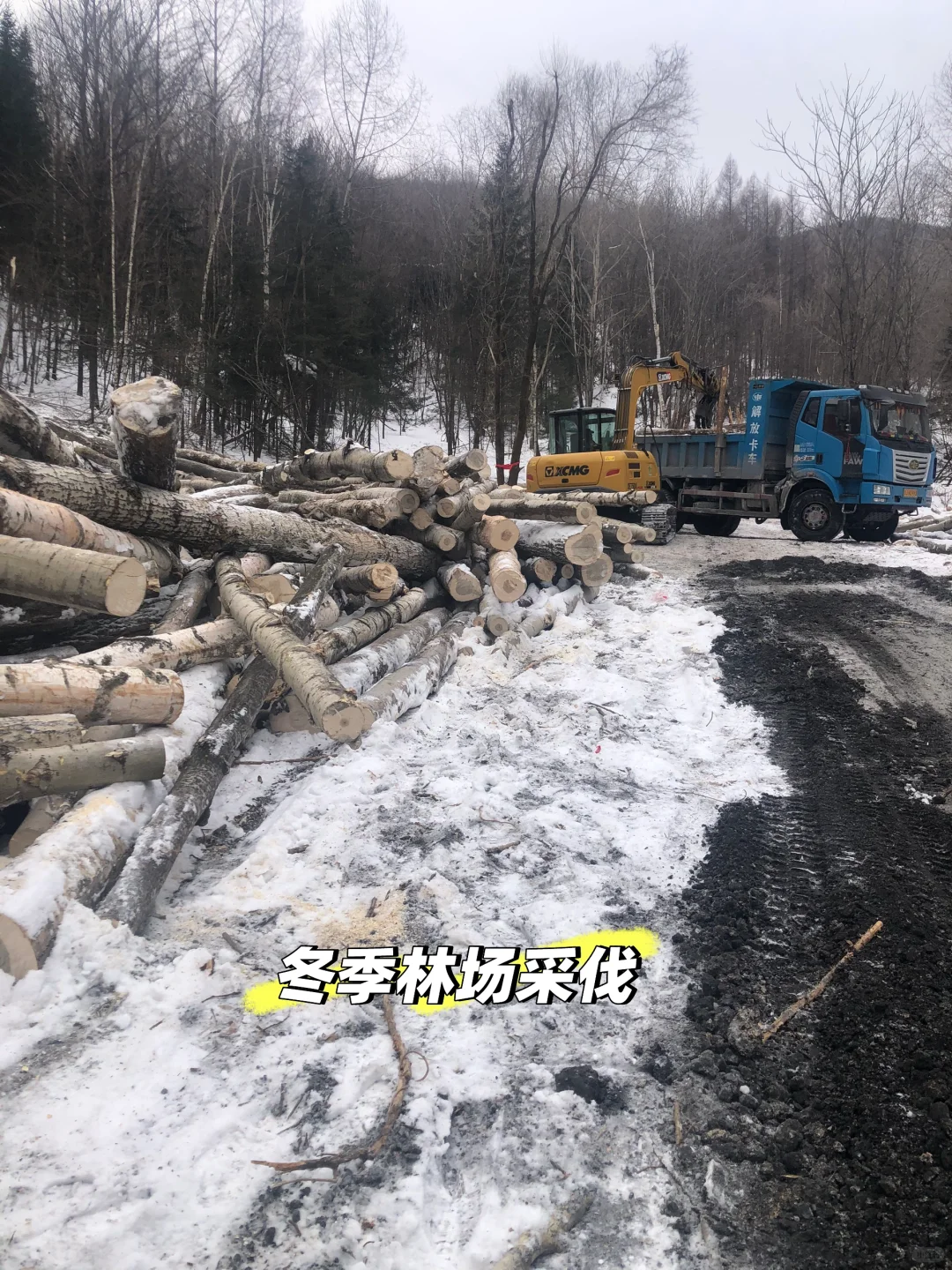 你不知道的长白山林业人