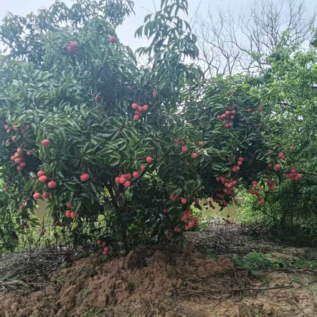 广西真的能种好多水果！！