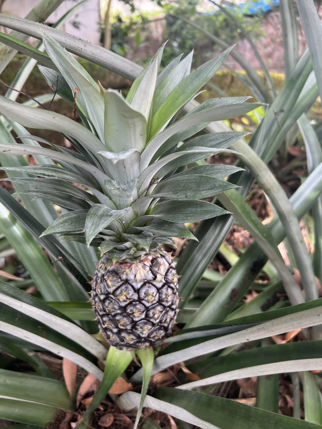 丰收的季节～各种水果