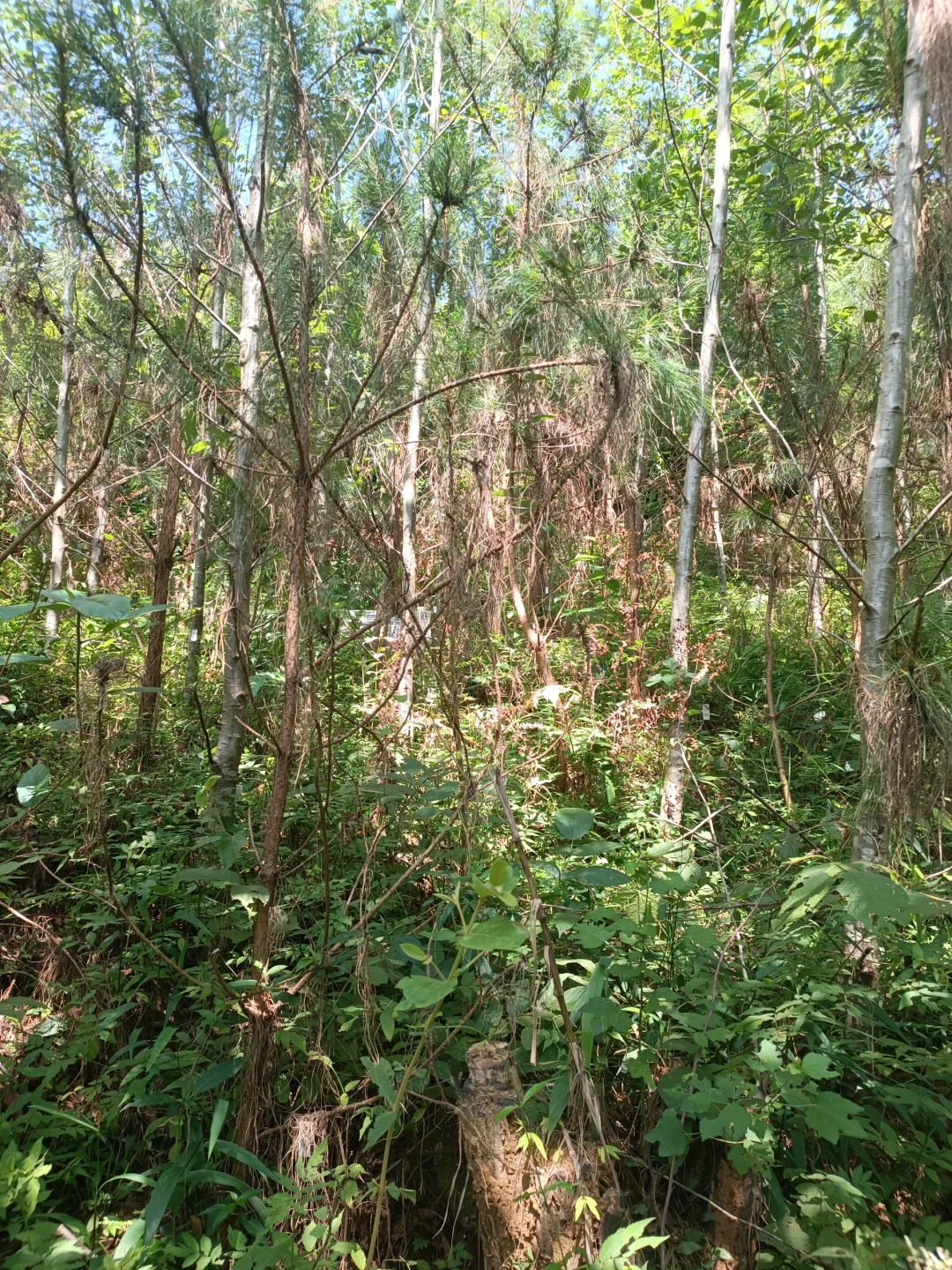 一般人真心不要读林学