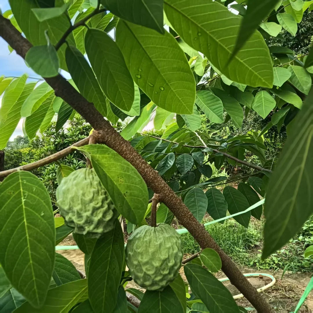 广西真的能种好多水果！！